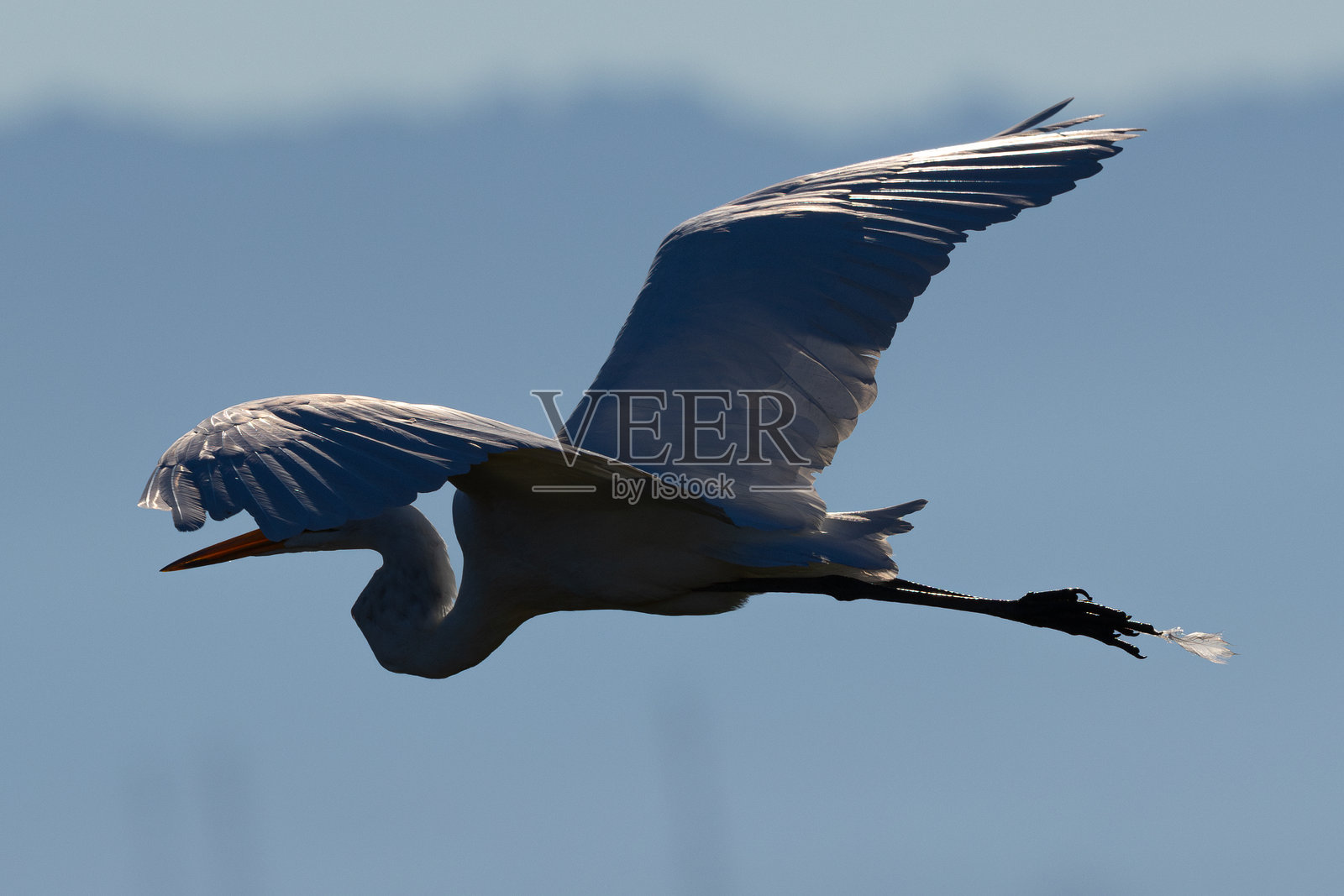 白鹭在北加州的湿地中飞翔，爪子里夹着一根羽毛照片摄影图片