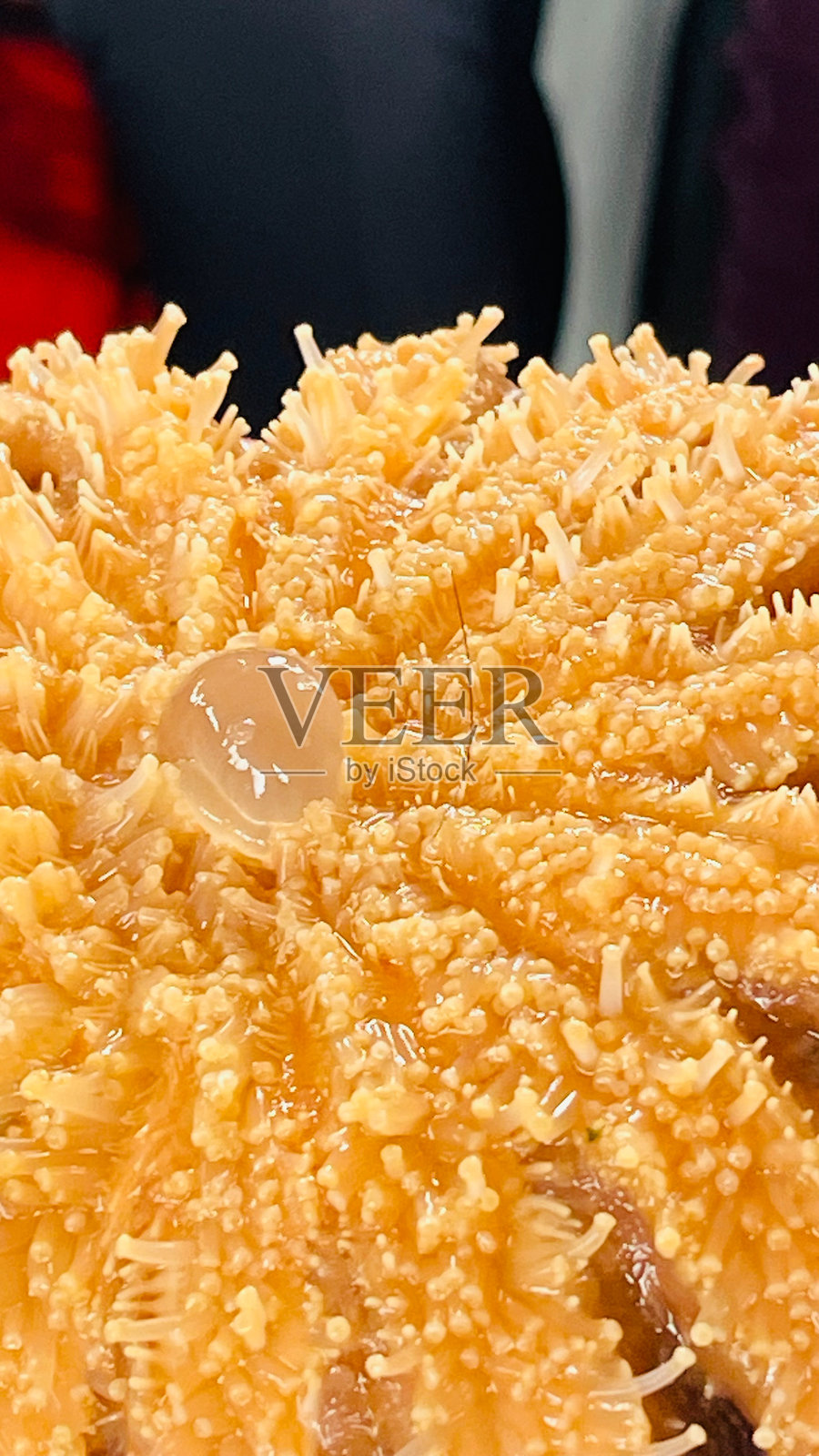 阿拉斯加的海星。照片摄影图片