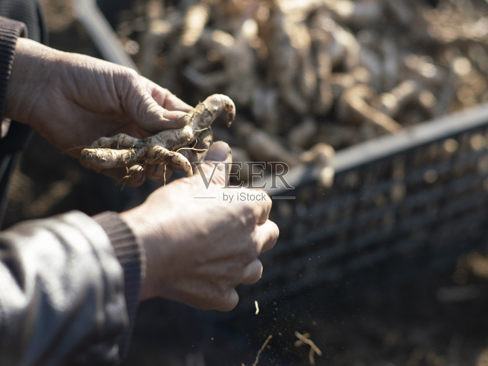 中药中的黄精种植、挖掘和干燥照片摄影图片