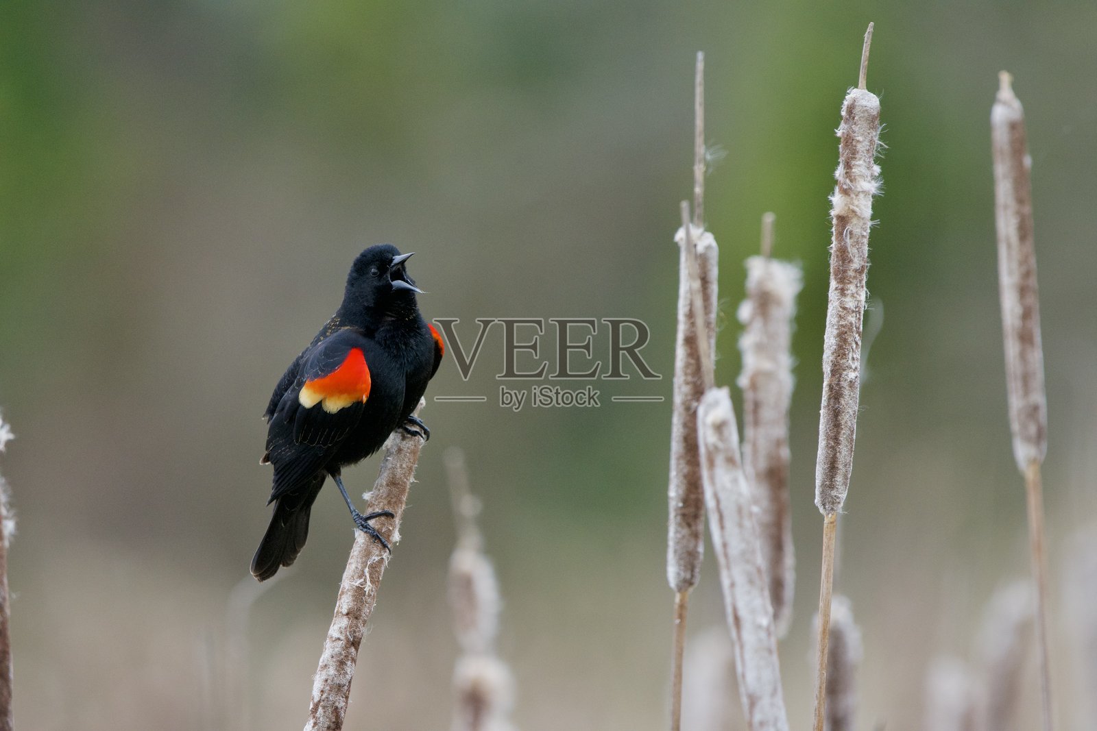 成年雄性黑鸟在沼泽中的香蒲上栖息，张嘴鸣唱。照片摄影图片