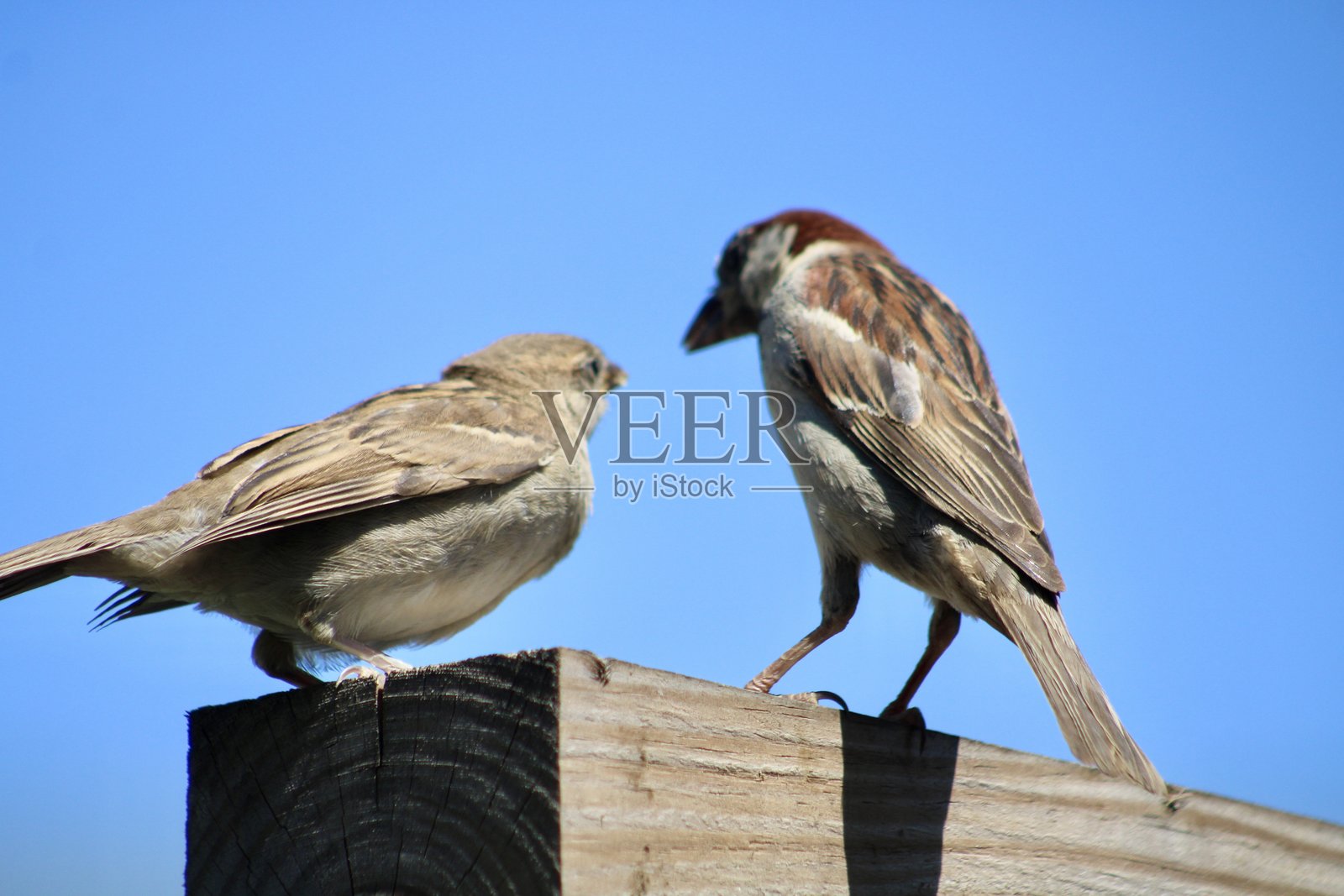 喂小鸟照片摄影图片