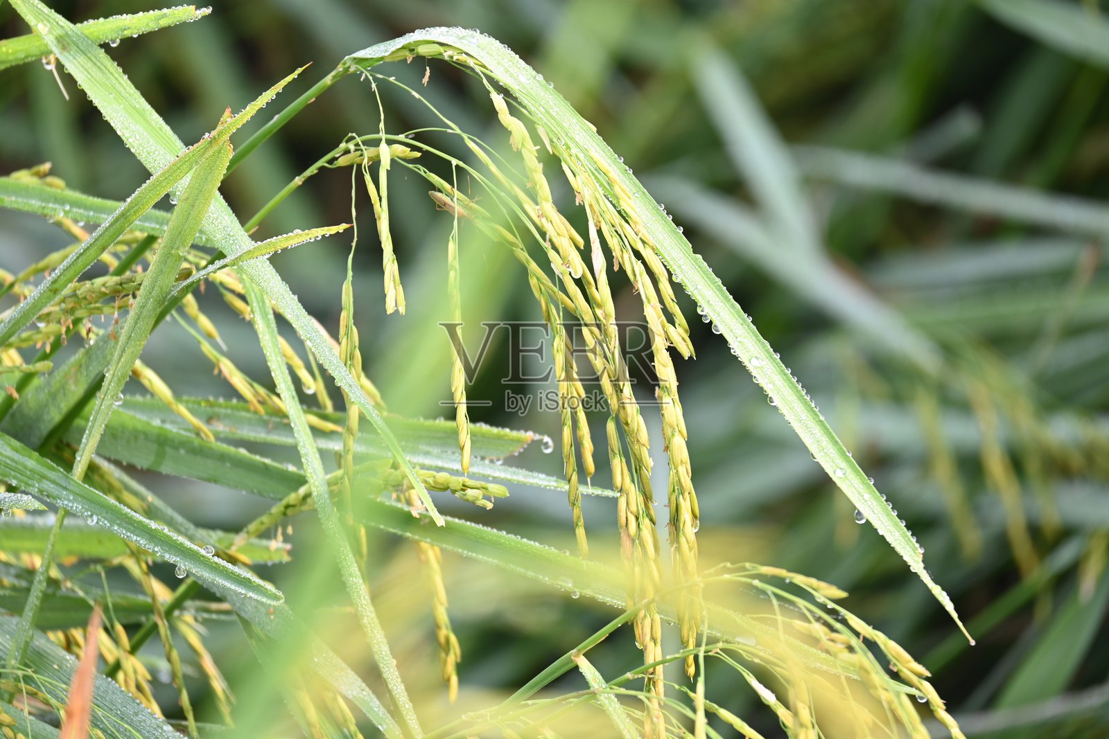 稻穗与模糊的绿色背景。照片摄影图片