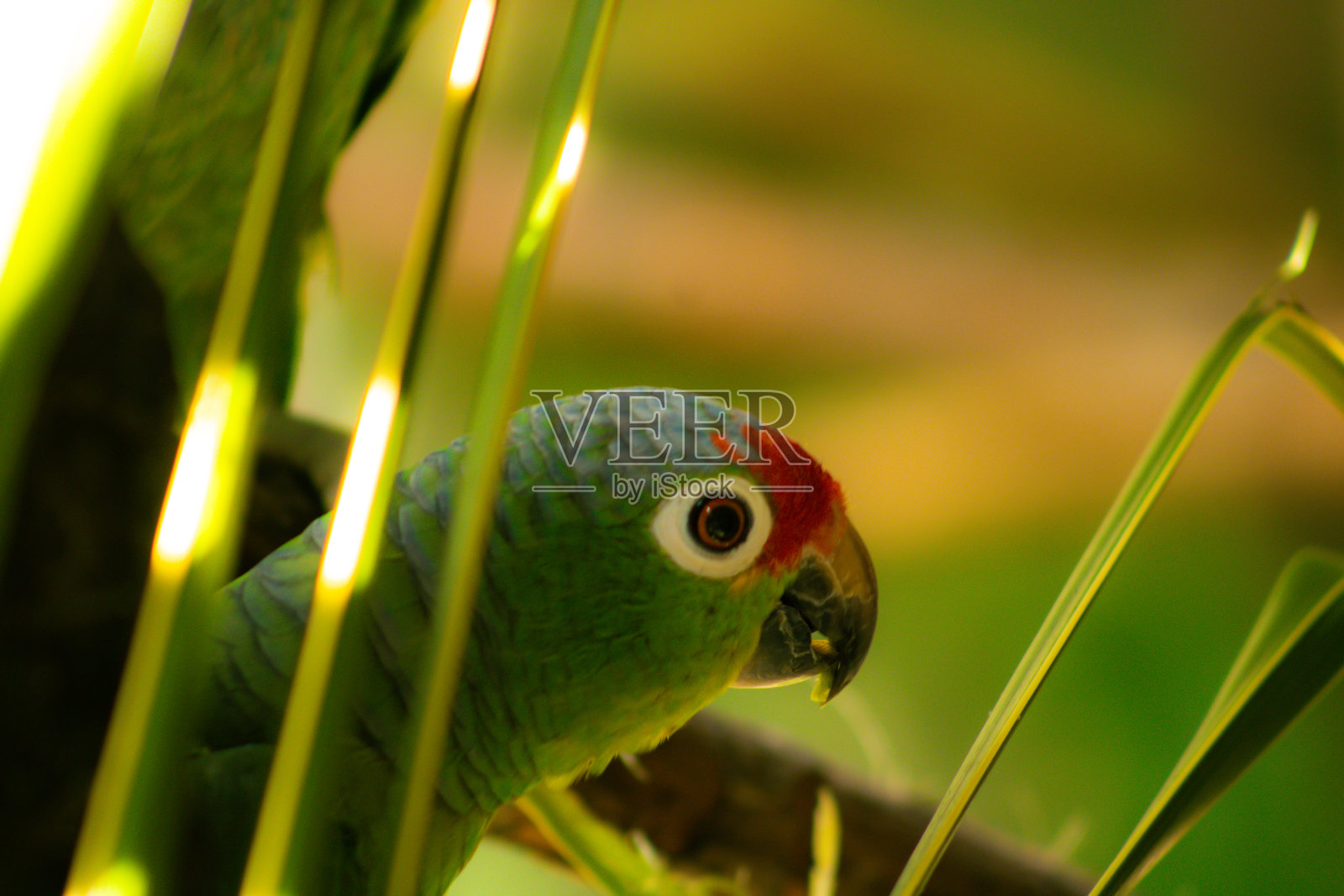 热带叶子间的绿色鹦鹉照片摄影图片