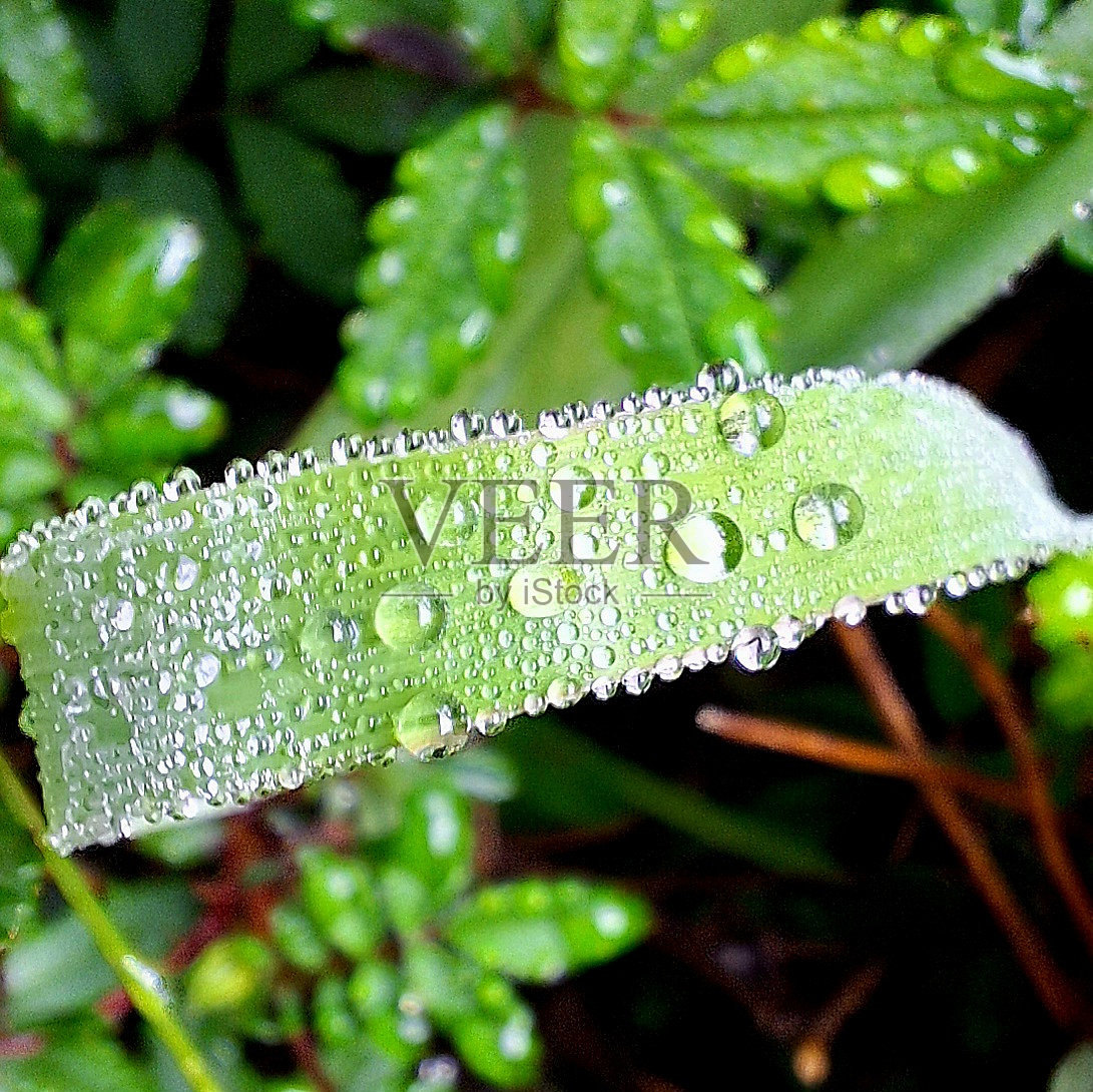 自然的小奇迹照片摄影图片