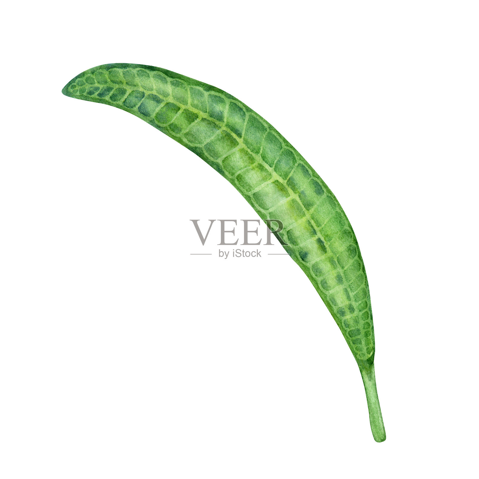 水彩画的绿色夹竹桃叶，孤立在白色背景上。插画图片素材
