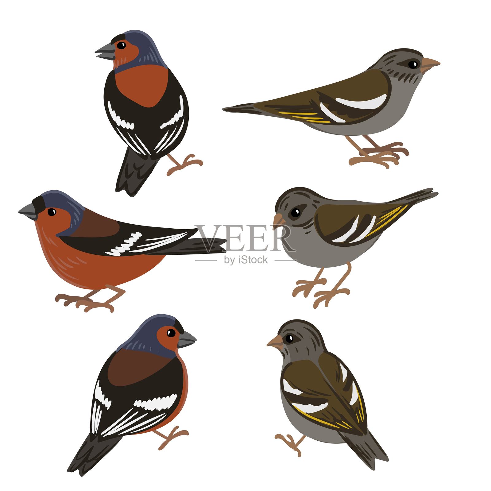 鸟类矢量图,雀雀