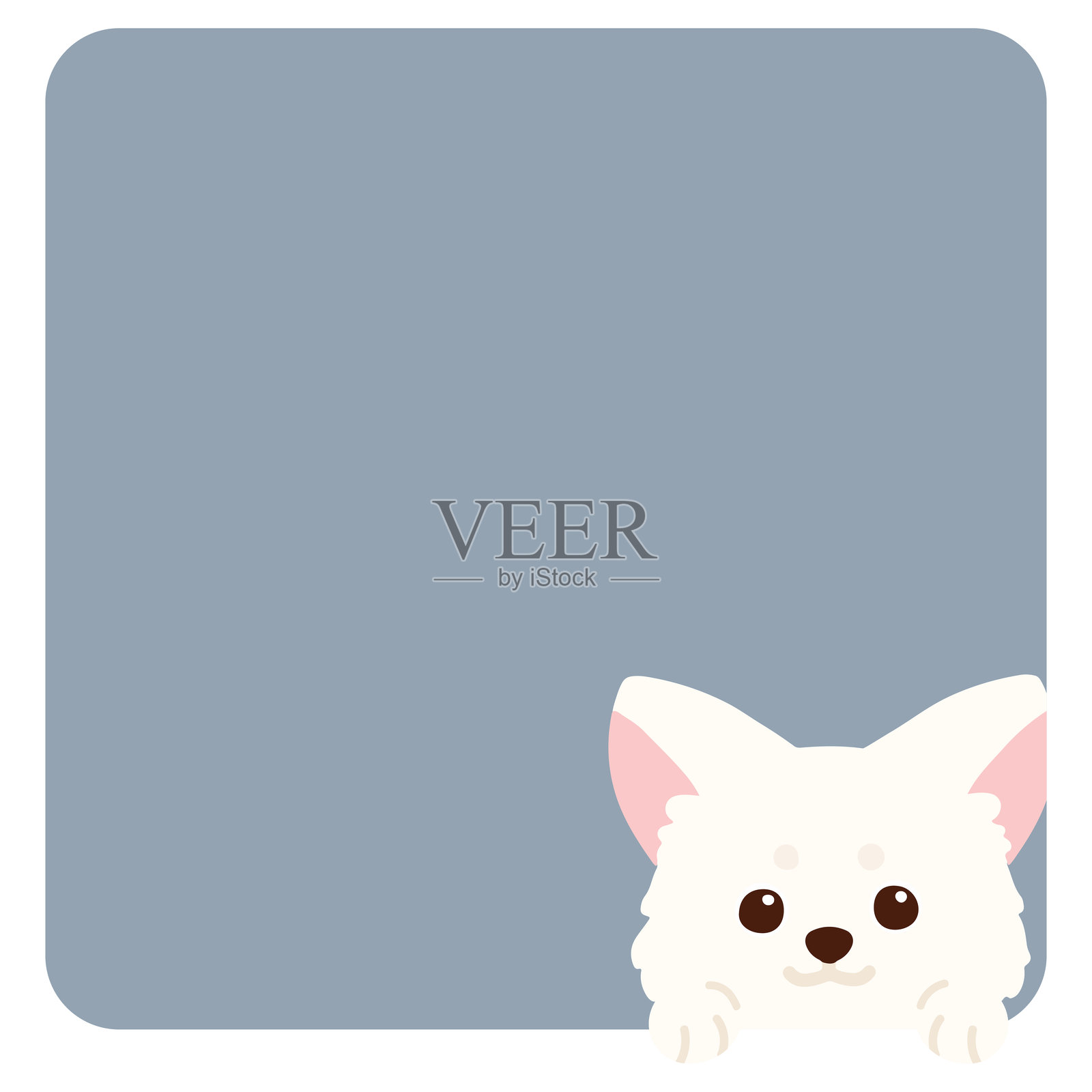 可爱的白色吉娃娃从方形中走出来插画图片素材