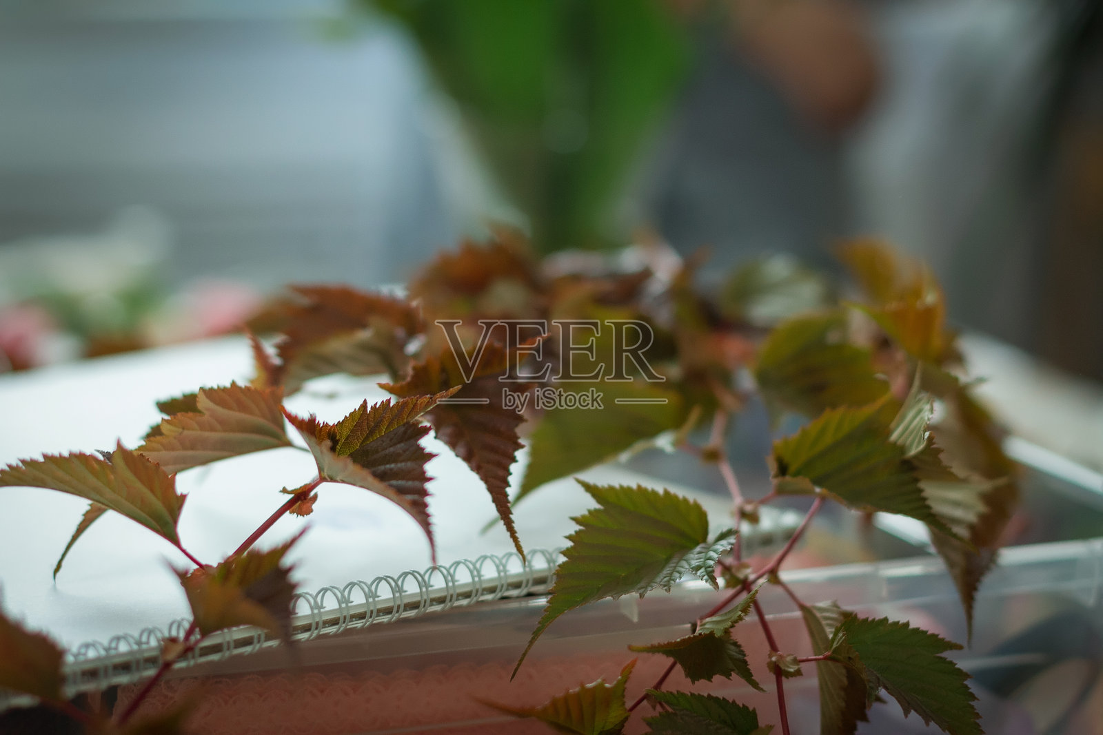 微型蔬菜为健康饮食提供营养照片摄影图片