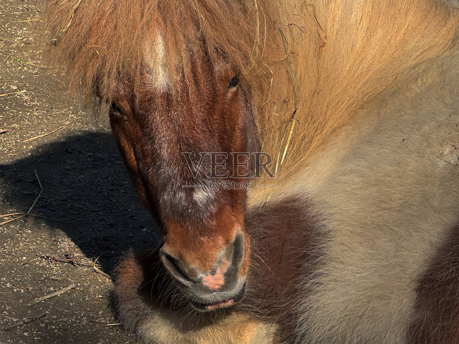 小马照片摄影图片