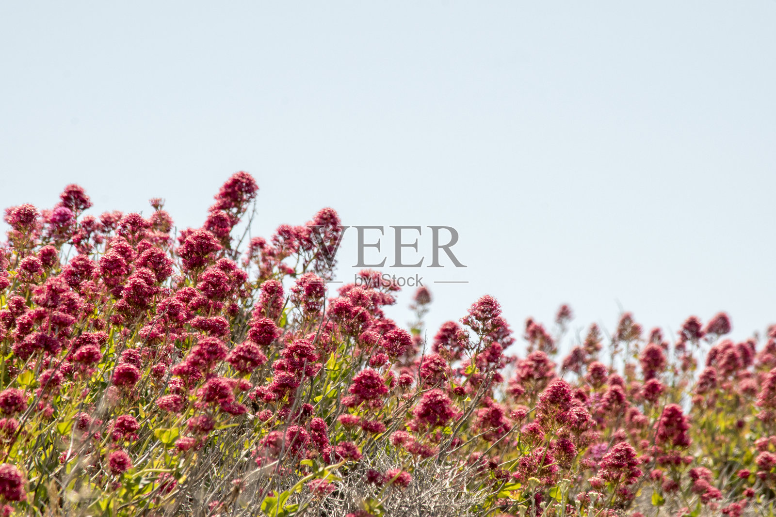 美丽的红香花（Centranthus ruber）粉色花朵照片摄影图片