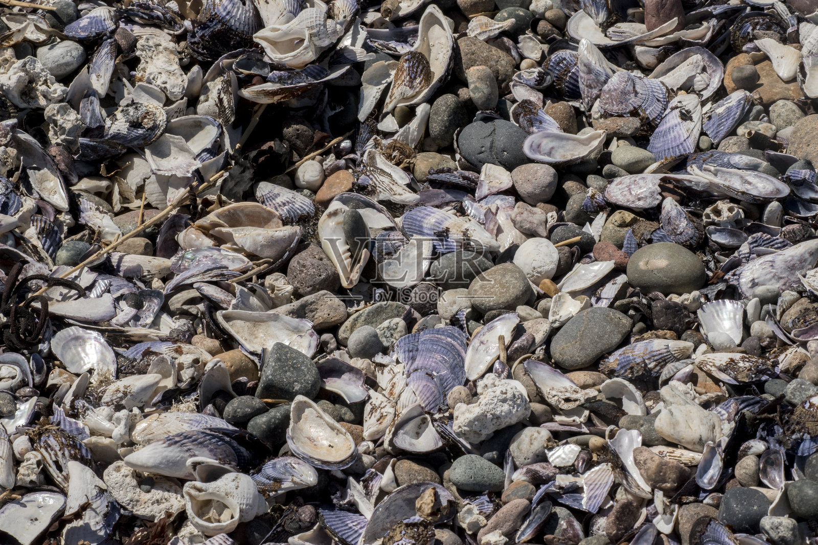 阿根廷巴塔哥尼亚大西洋海岸的蜗牛和蓝贻贝照片摄影图片