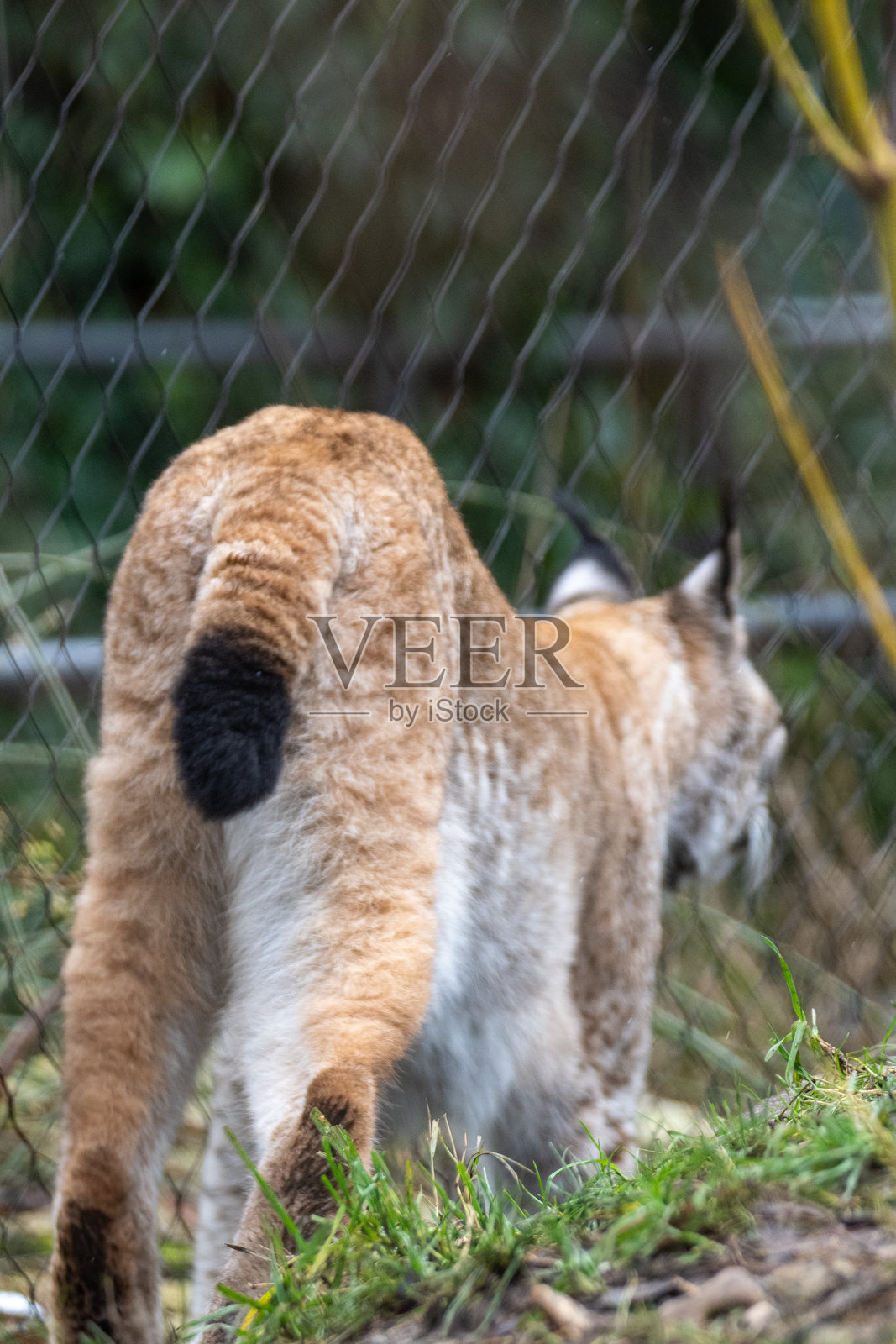 猞猁照片摄影图片