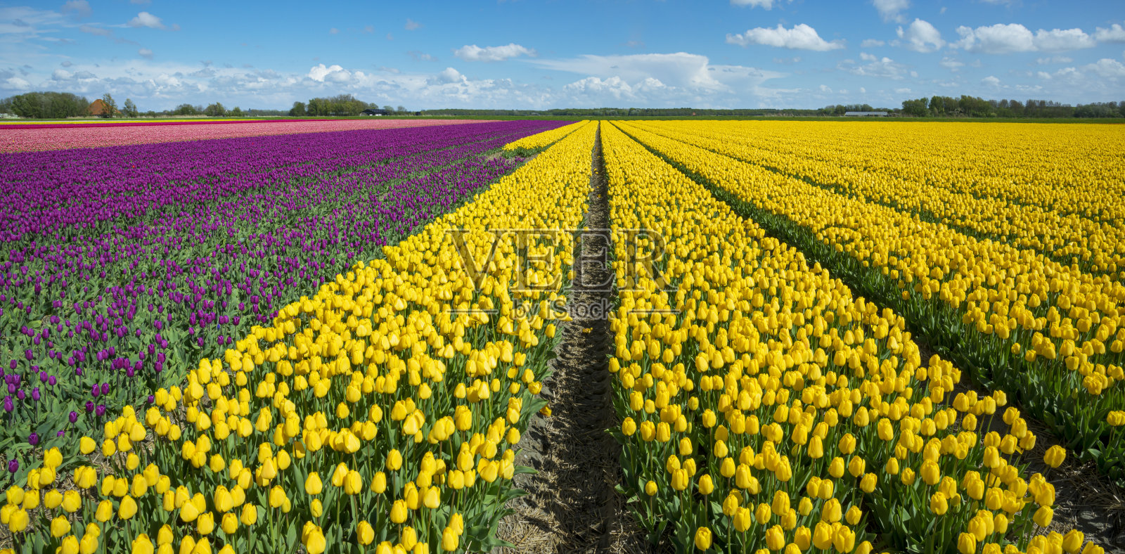 荷兰球根种植者的黄色和紫色盛开的郁金香花田照片摄影图片