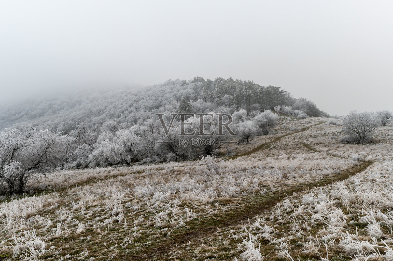 结霜的山坡，冰冻的树木和蜿蜒的小径照片摄影图片