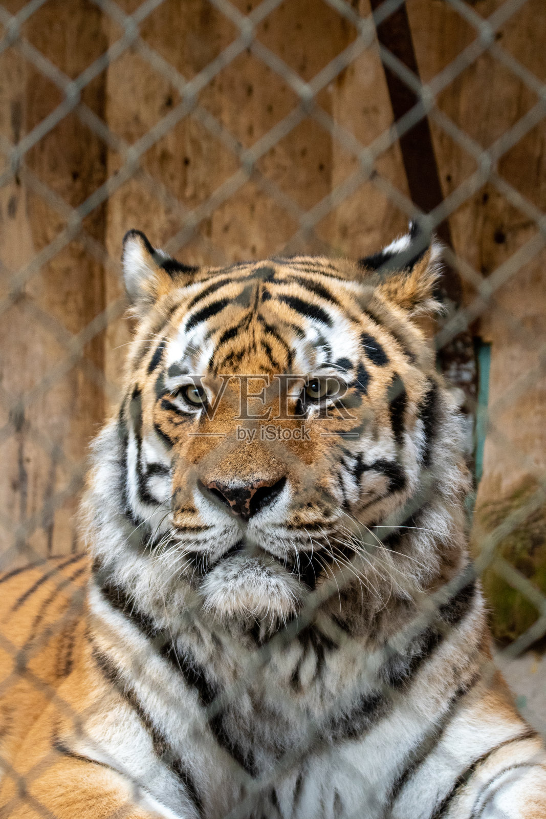 老虎照片摄影图片