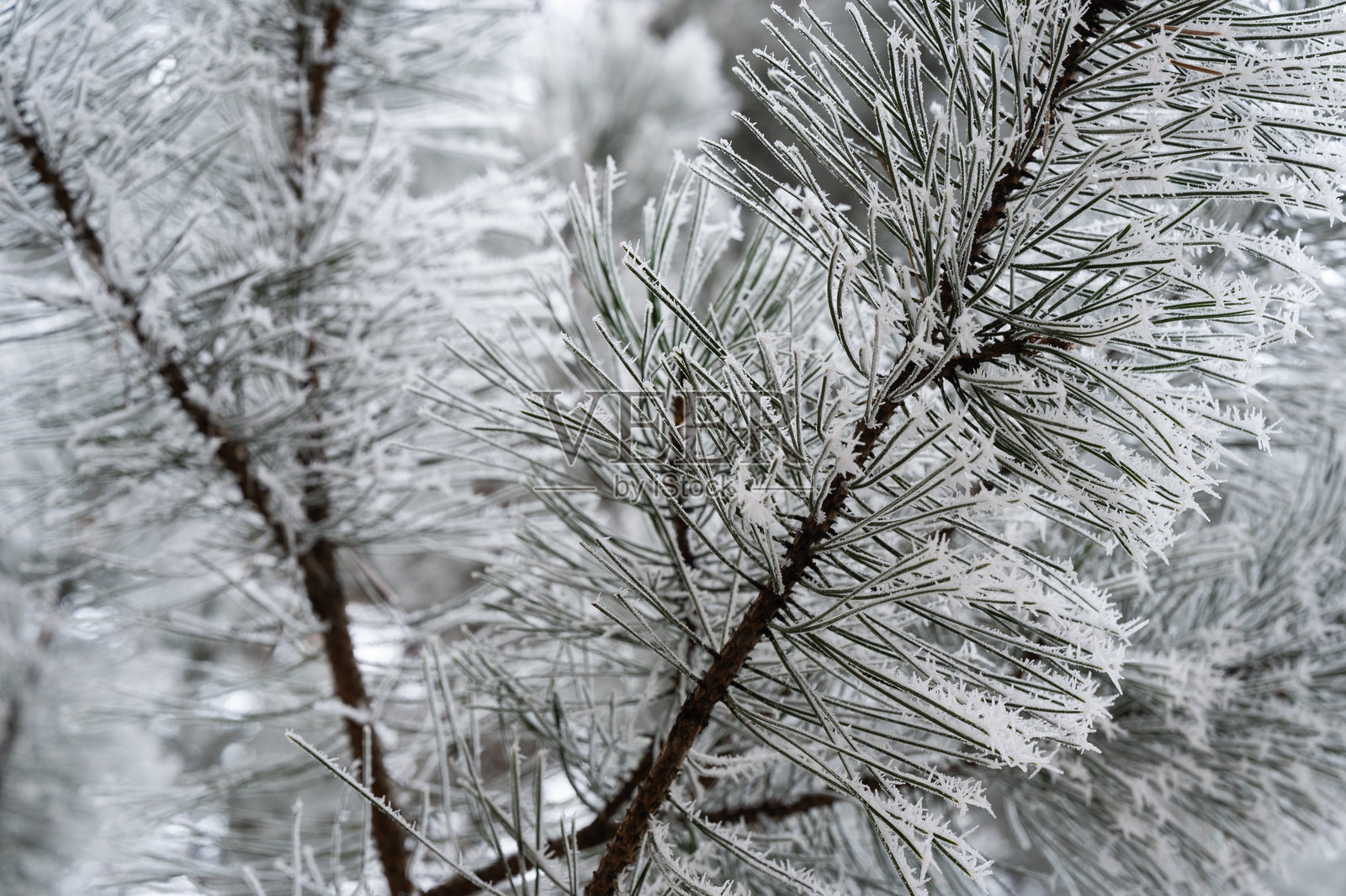 冬季霜冻覆盖的松针照片摄影图片