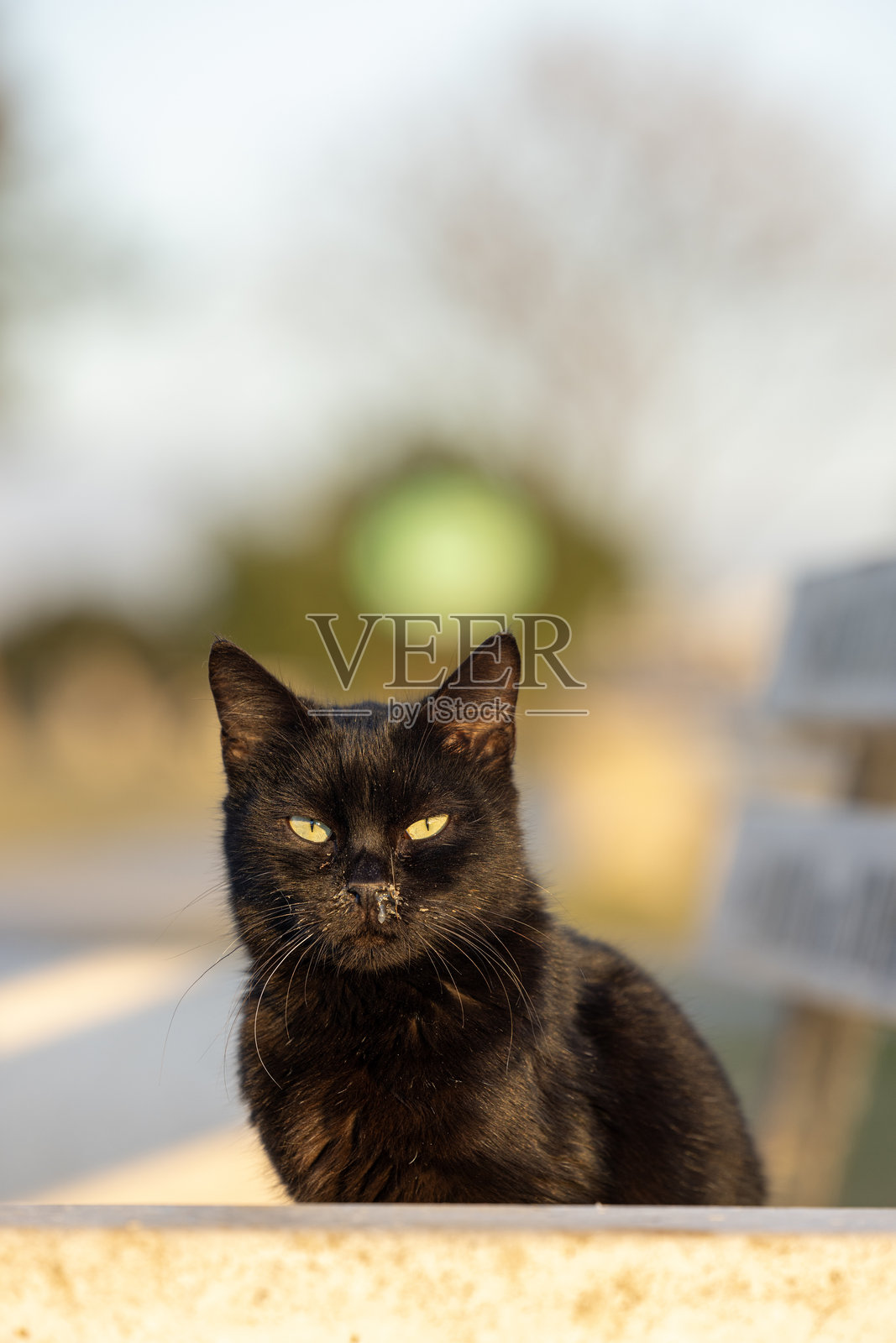 黑猫的特写镜头照片摄影图片