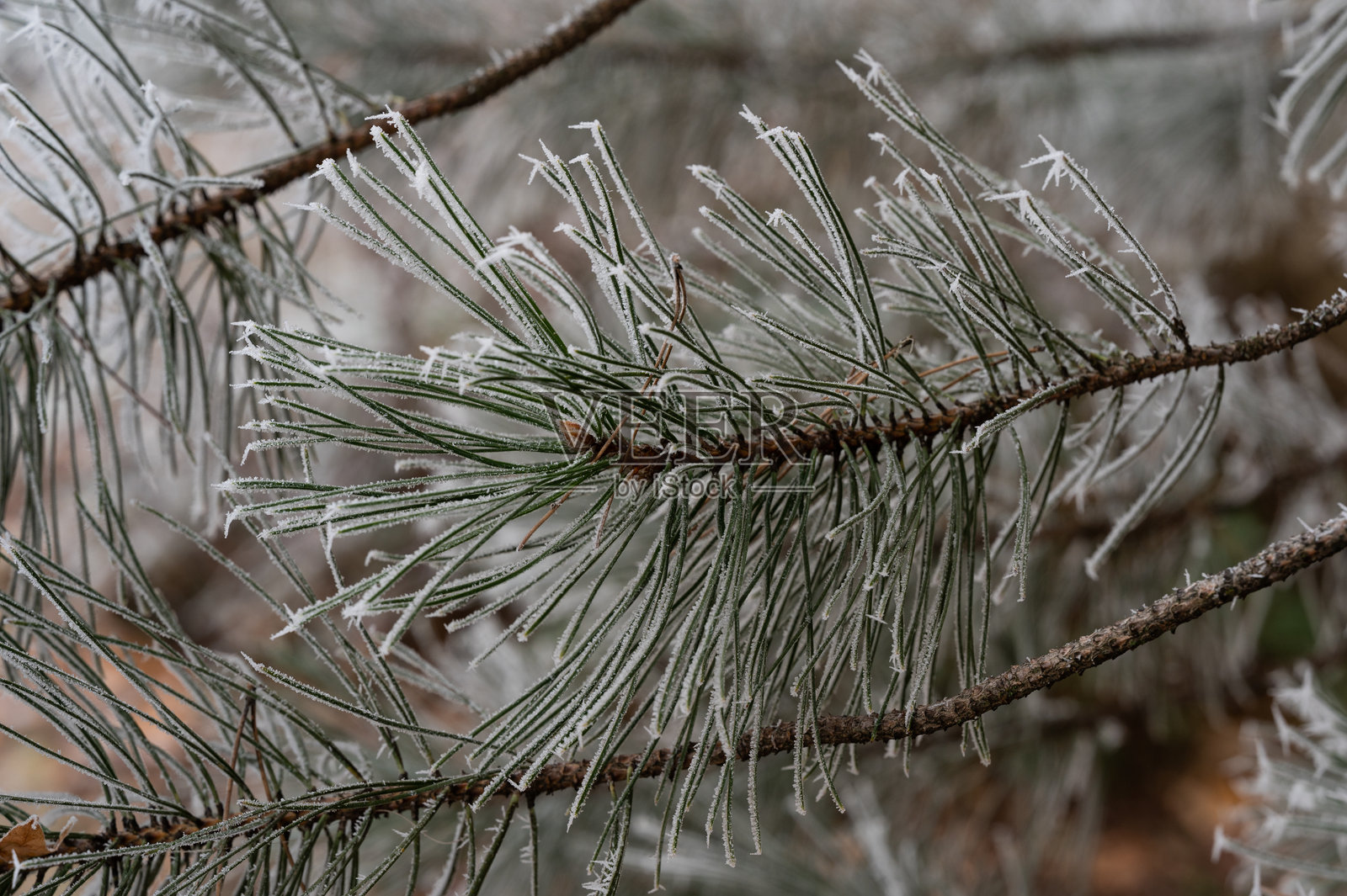 冬季霜冻覆盖的松针照片摄影图片
