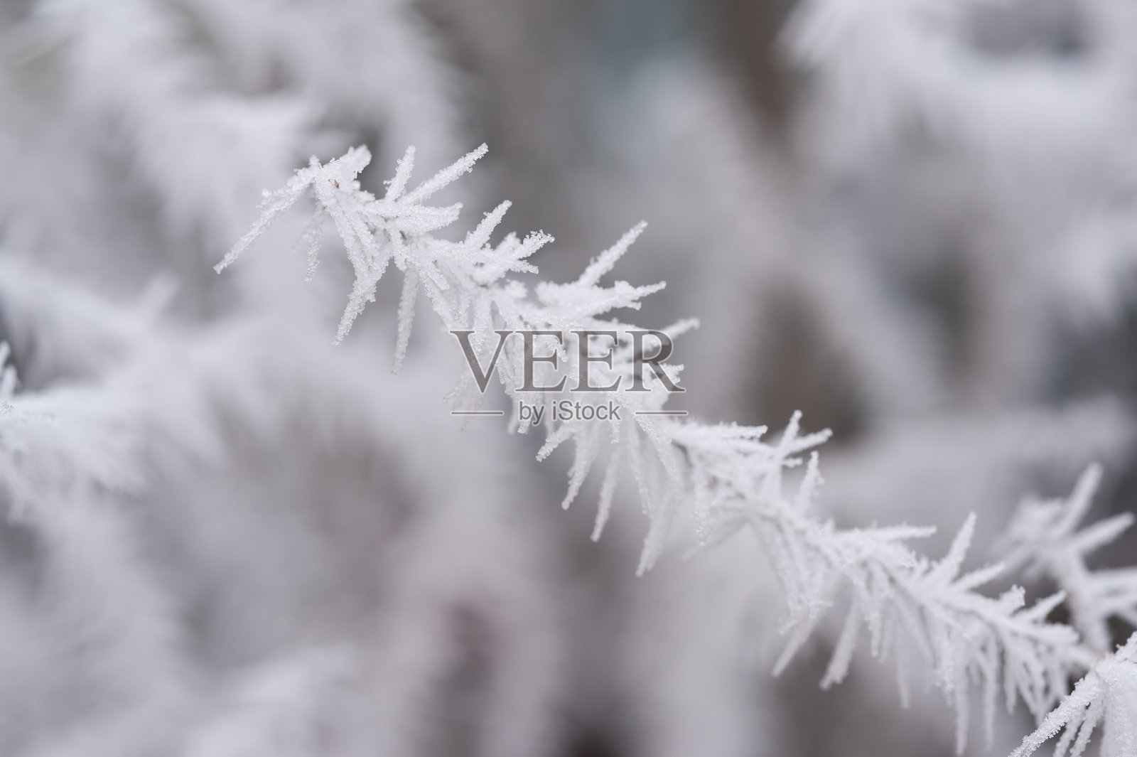 冬季霜冻覆盖的细腻树枝照片摄影图片