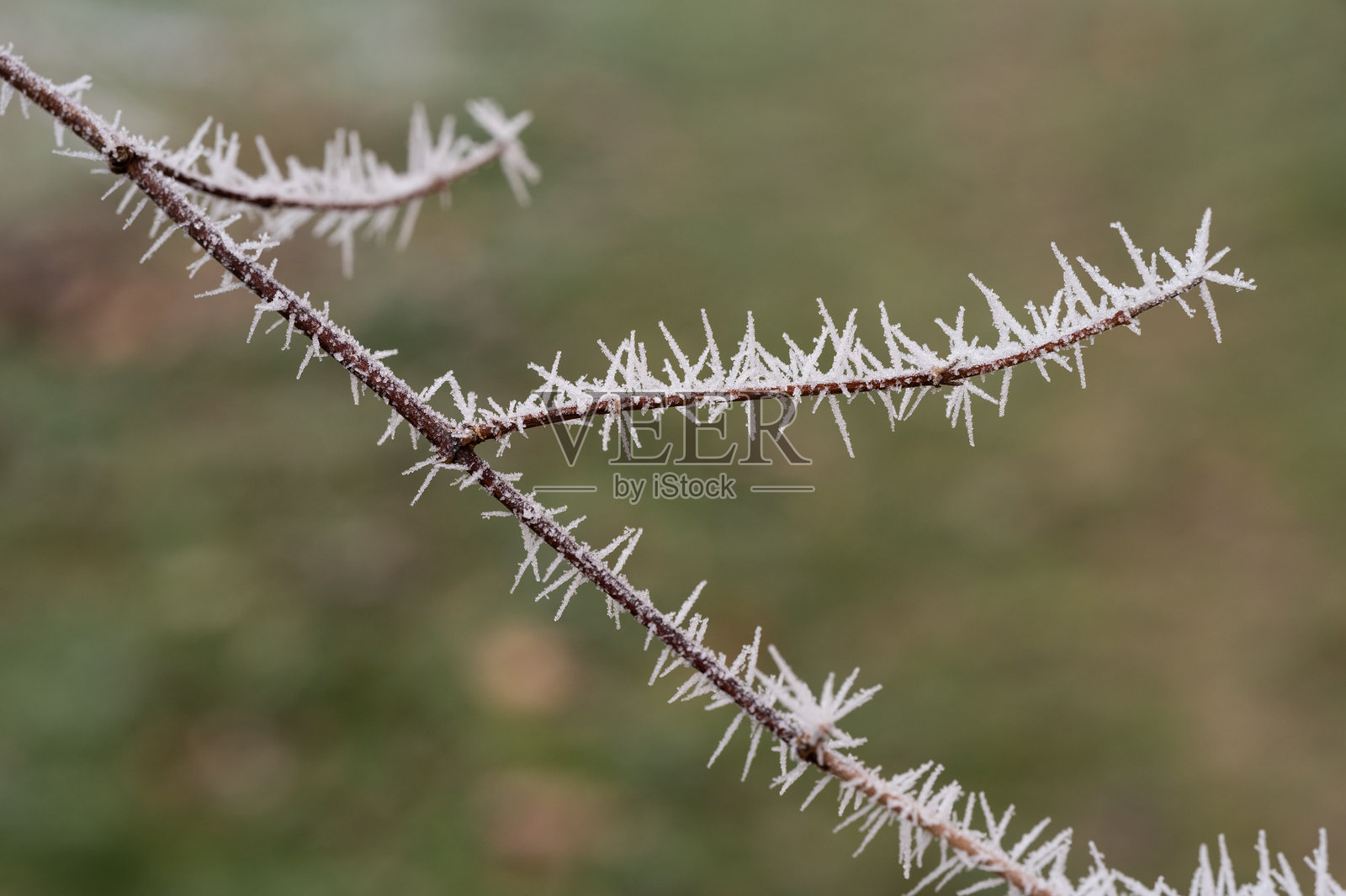 覆盖霜冻的树枝与绿色背景相映衬照片摄影图片