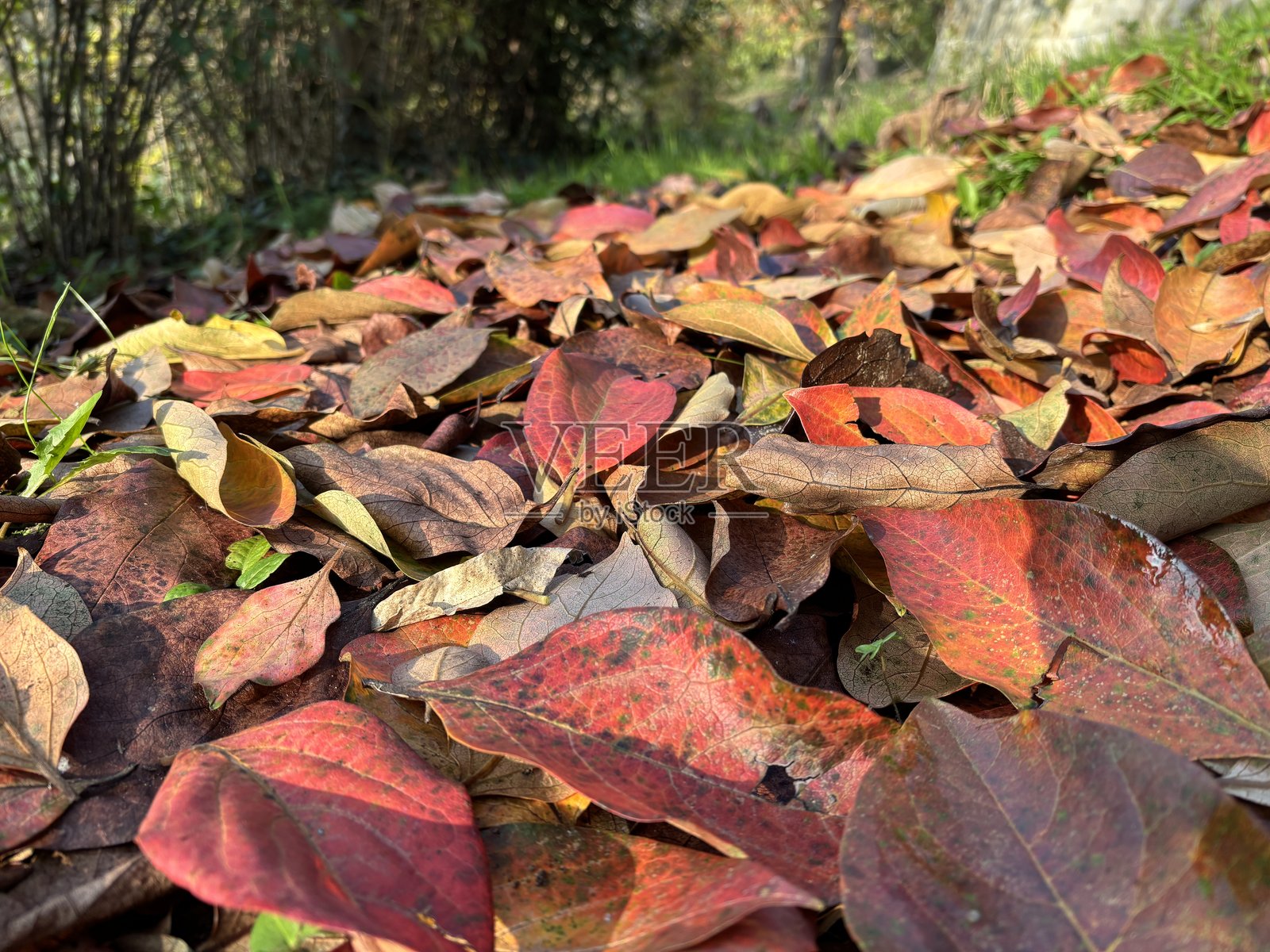 秋天的背景。秋季色彩的落叶自然背景照片摄影图片