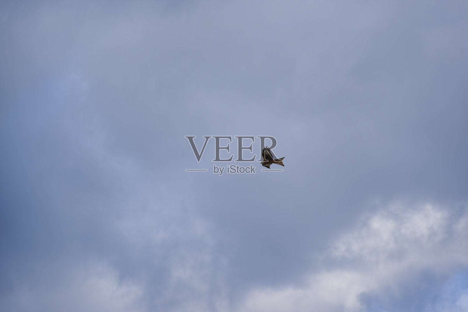 在瑞士苏黎世克洛滕机场的阴云密布的秋日，仰望着美丽的红色猛禽在空中展翅飞翔。照片摄影图片