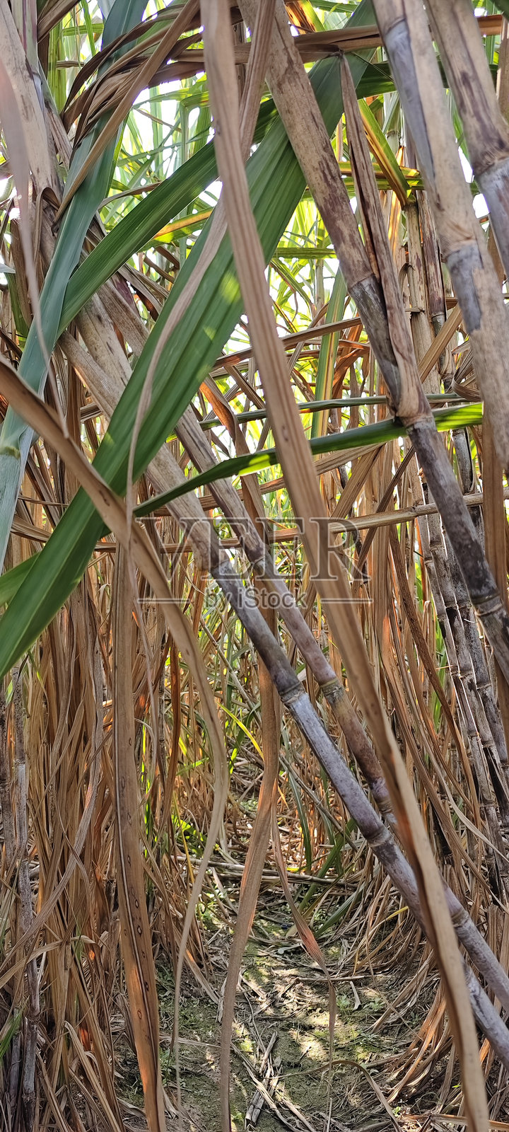 甘蔗作物照片摄影图片