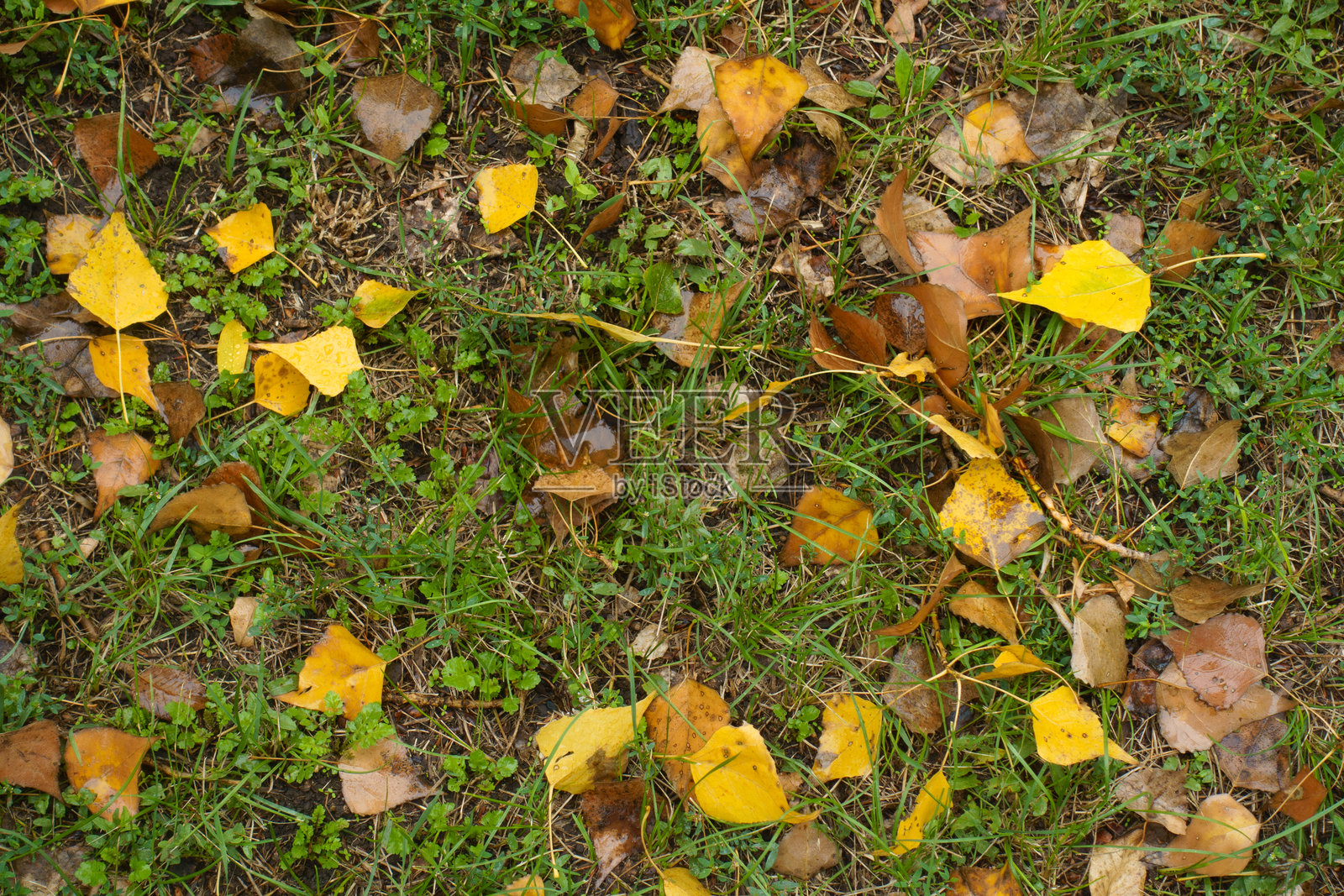 秋天草地上的棕色和黄色的白杨树落叶照片摄影图片