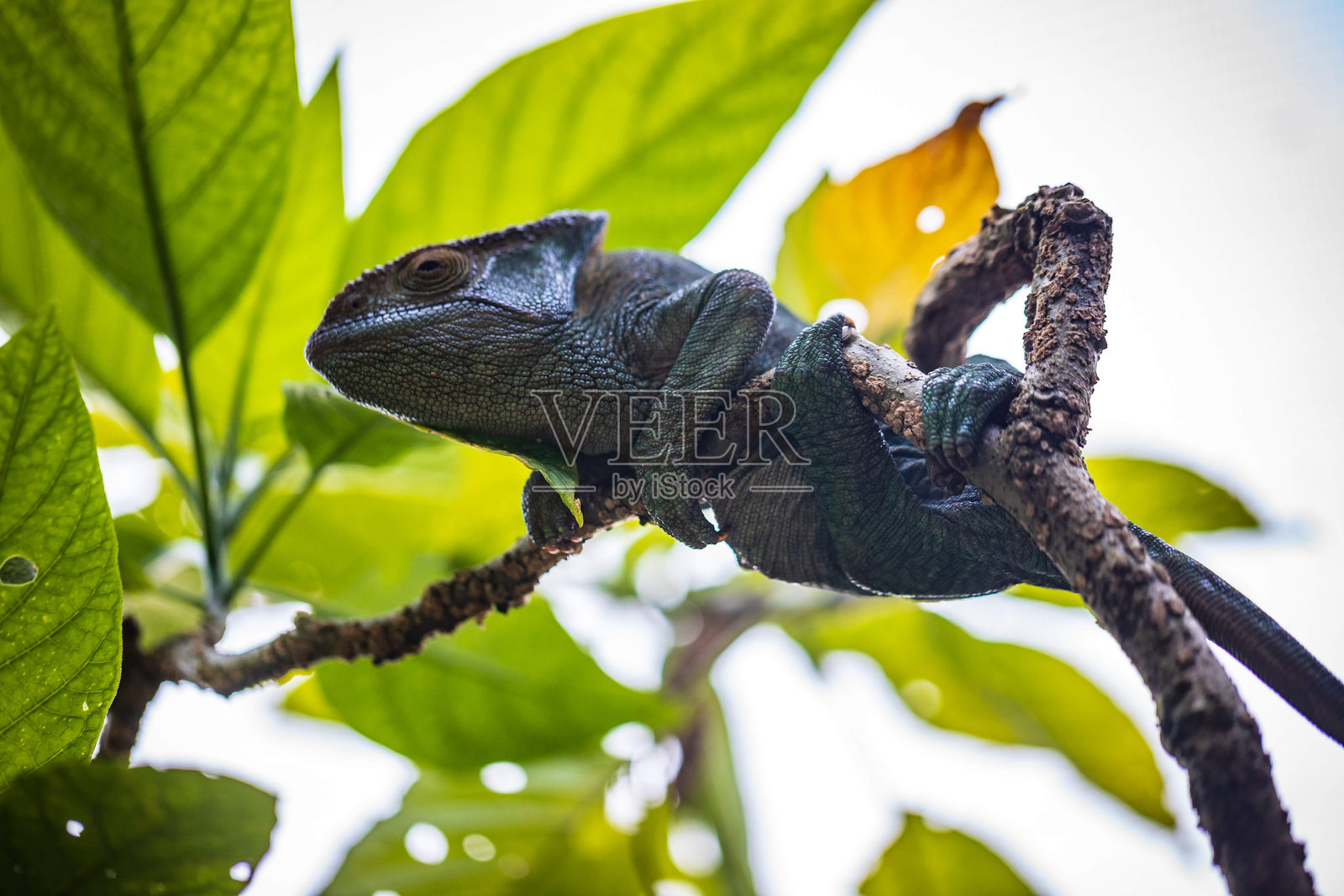 伪装的变色龙栖息在树枝上，马达加斯加照片摄影图片