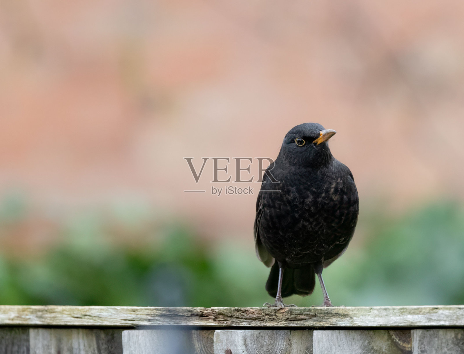 黑鸟栖息在木栅栏上。照片摄影图片