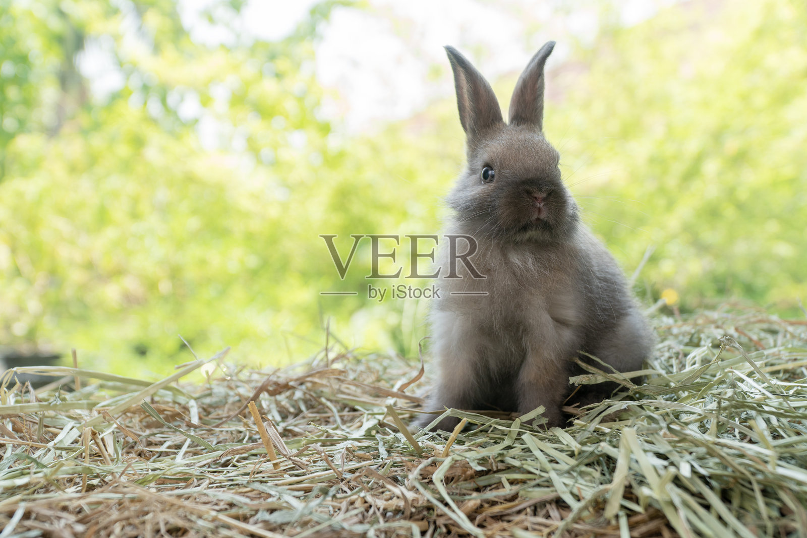 小兔子在干草上顽皮地玩耍，背景是春天的绿色虚化效果。健康的棕色兔子毛茸茸的，坐在自然环境中，阳光洒在夏季时光里。复活节宠物动物概念。照片摄影图片