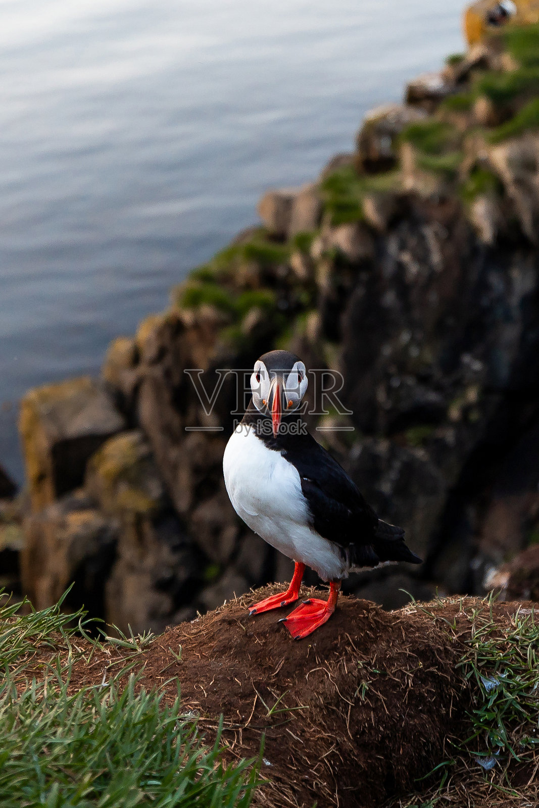 一只单独的亚特兰蒂克海雀栖息在冰岛的草地悬崖上，背景是岩石。照片摄影图片