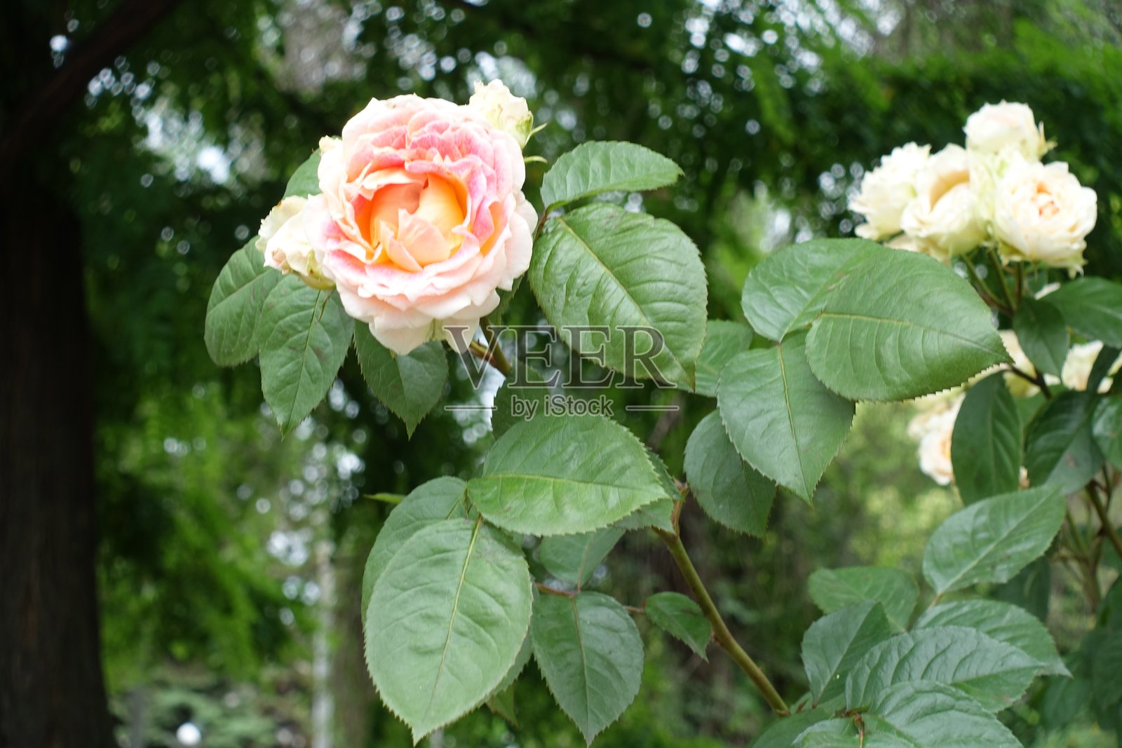 六月中旬的粉白色玫瑰花枝照片摄影图片