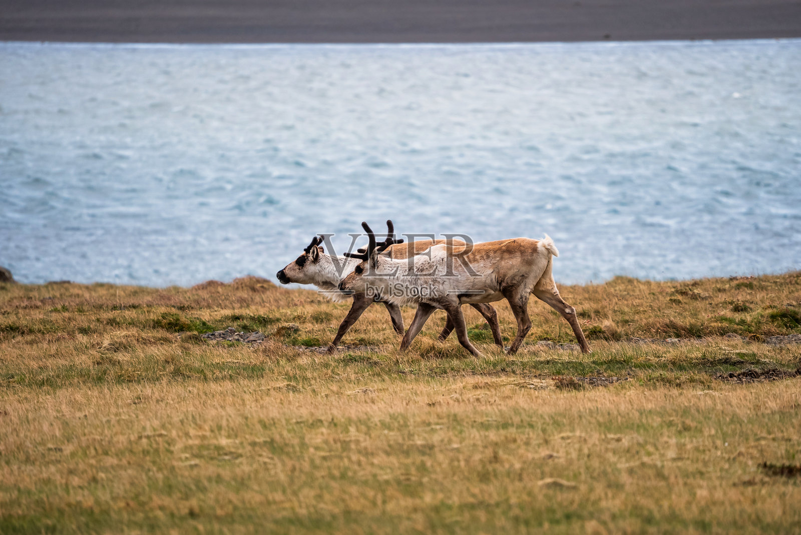 一群野生驯鹿在冰岛海岸线旁觅食照片摄影图片