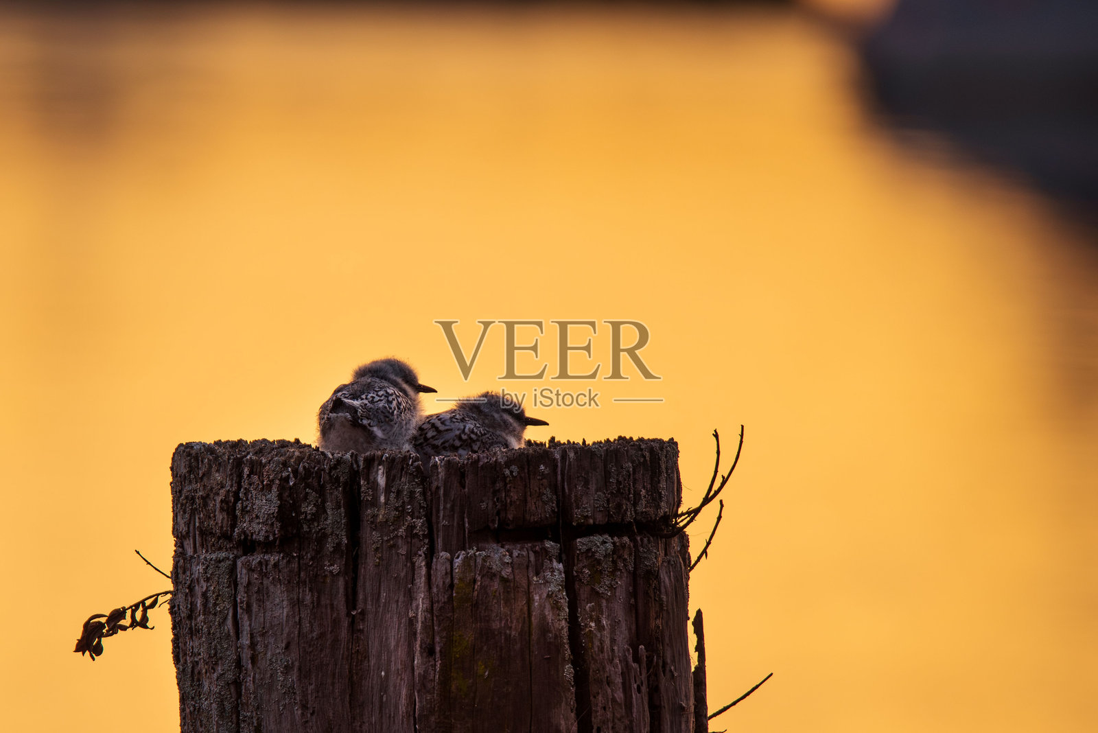 白额燕鸥和雏鸟照片摄影图片