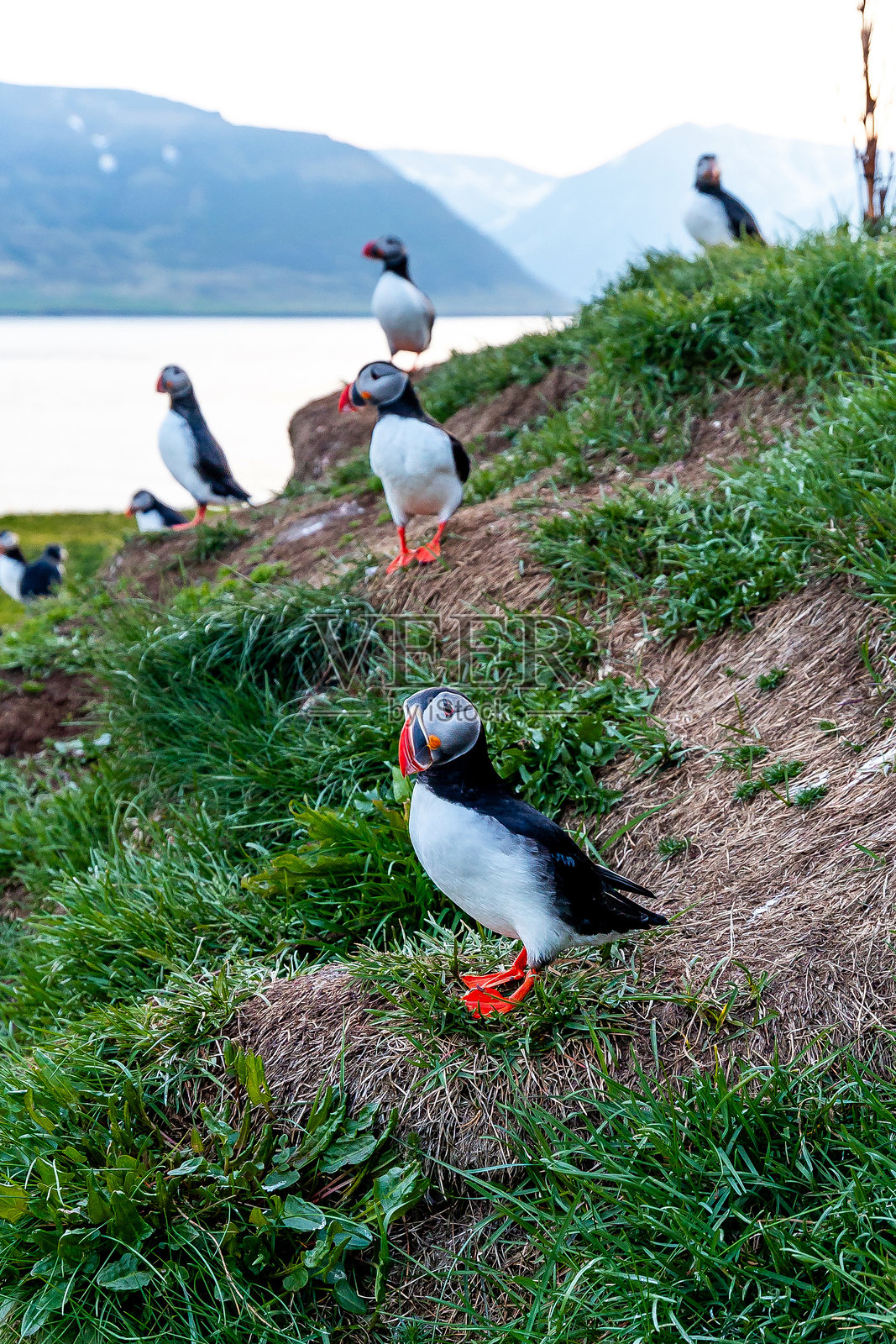 冰岛草地悬崖上的大西洋海雀，背景为岩石景观照片摄影图片