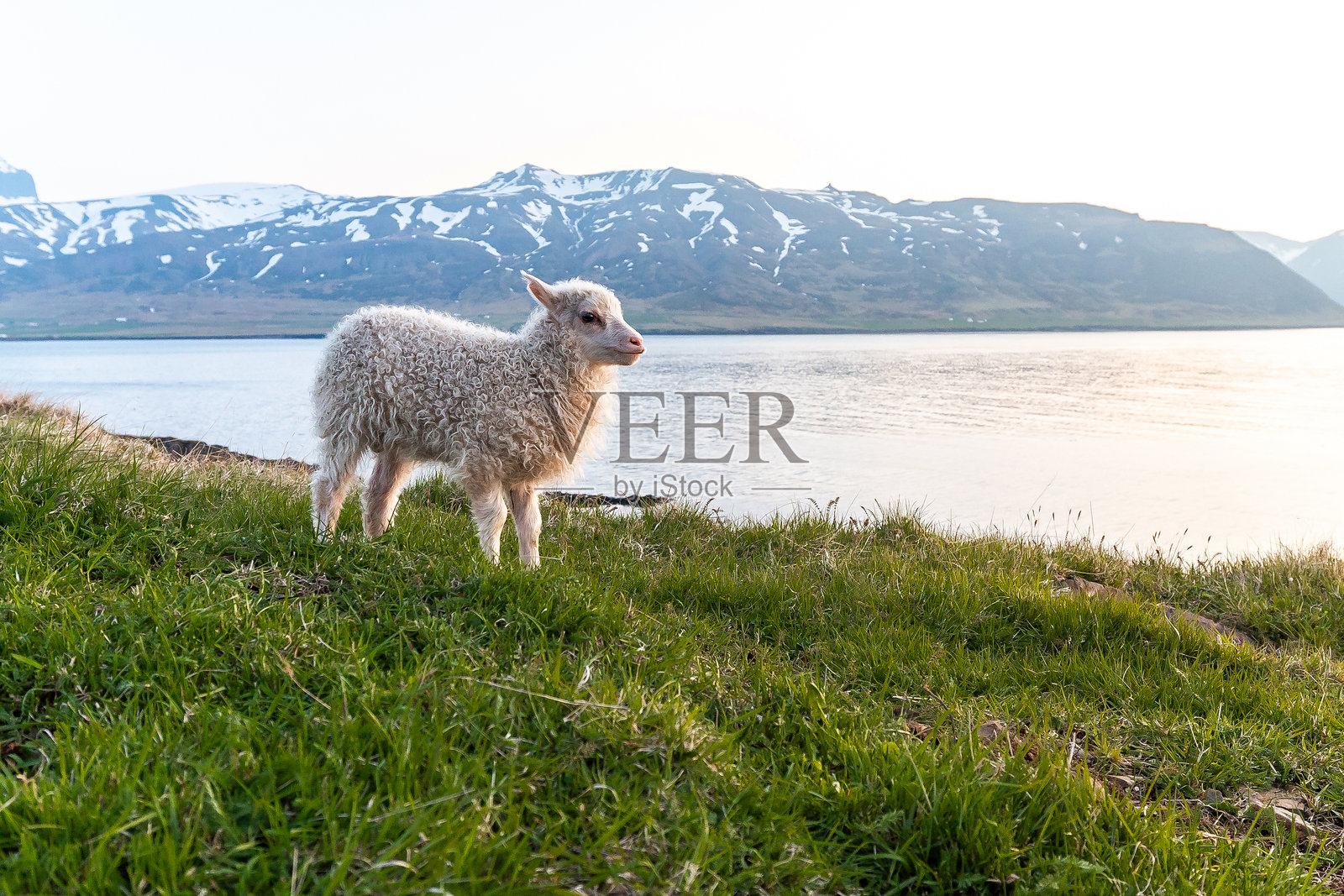 冰岛羊站在宁静的峡湾旁，背景是白雪皑皑的山脉照片摄影图片