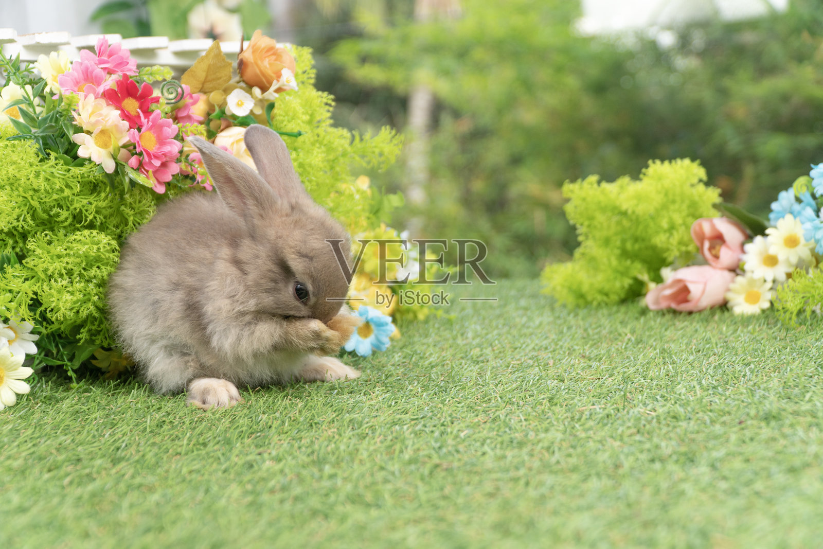 可爱的兔耳兔子站在春天自然背景的绿草和花朵上。小棕兔子好奇地用干净的爪子站在夏天的草地上。复活节照片摄影图片