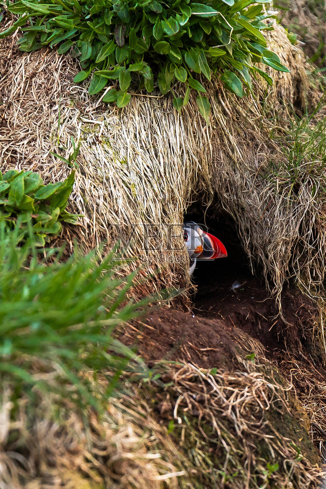 夏季冰岛草坡上的海雀特写照片摄影图片