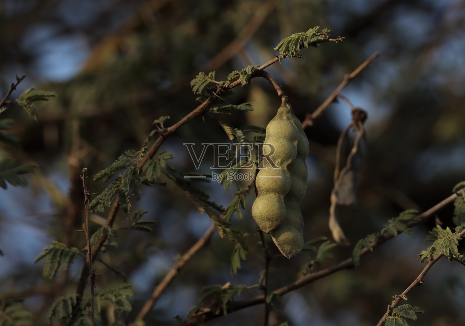 阿拉伯胶树种荚特写。选择性聚焦。巴布尔。尼罗河刺槐。金合欢。刺槐。埃及金合欢。刺金合欢。照片摄影图片