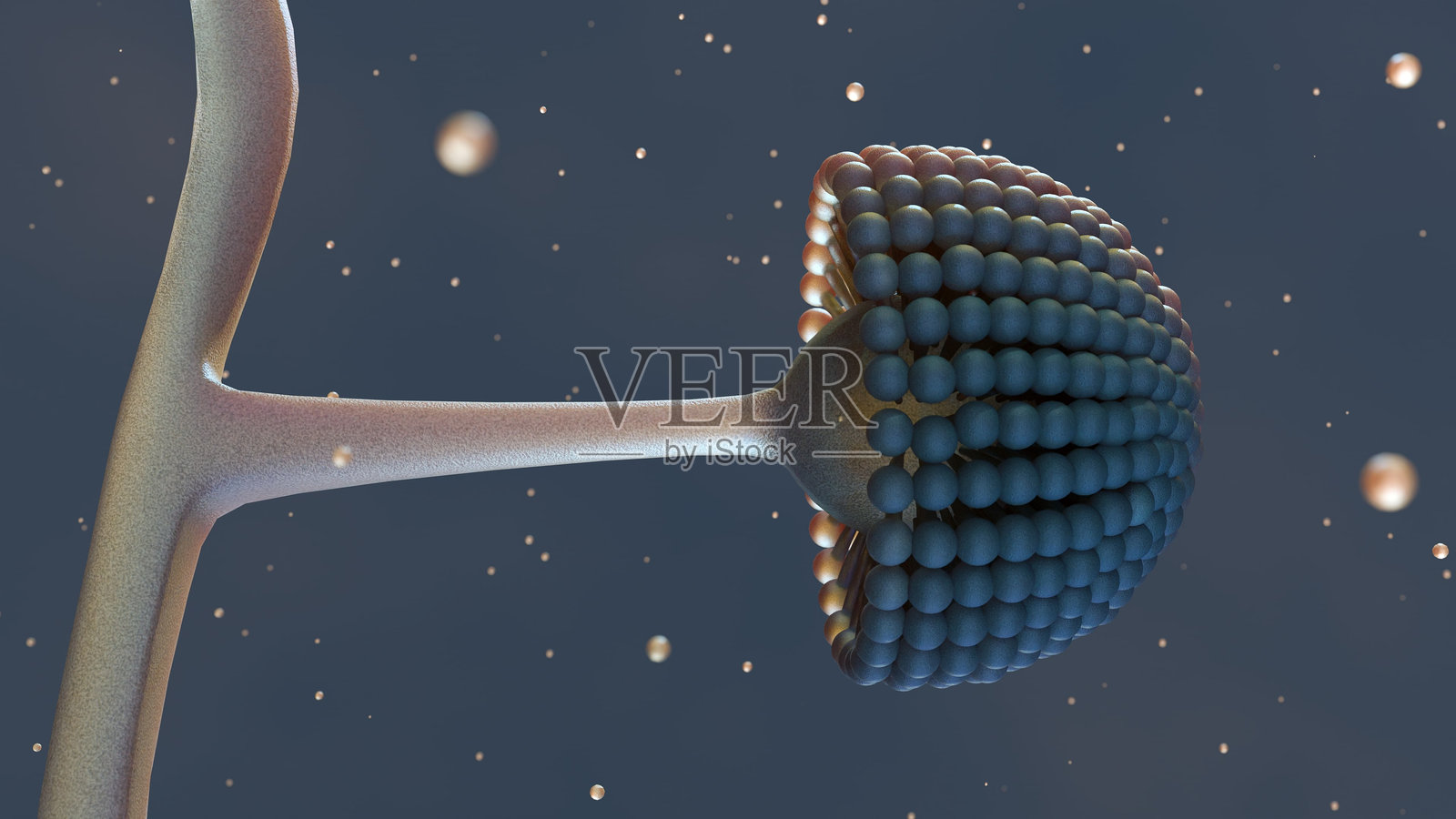 3D渲染的曲霉菌照片摄影图片