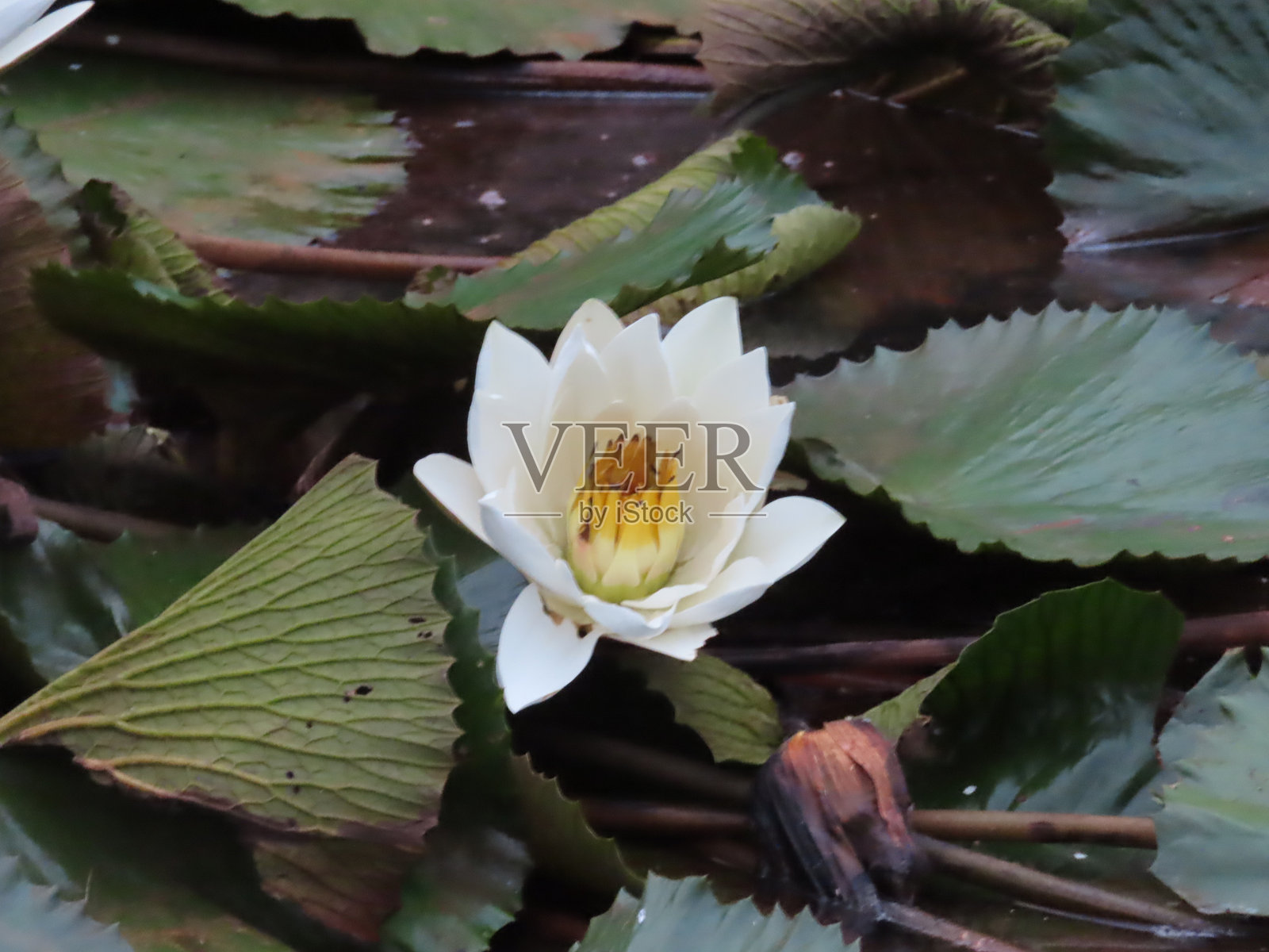 白莲花照片摄影图片