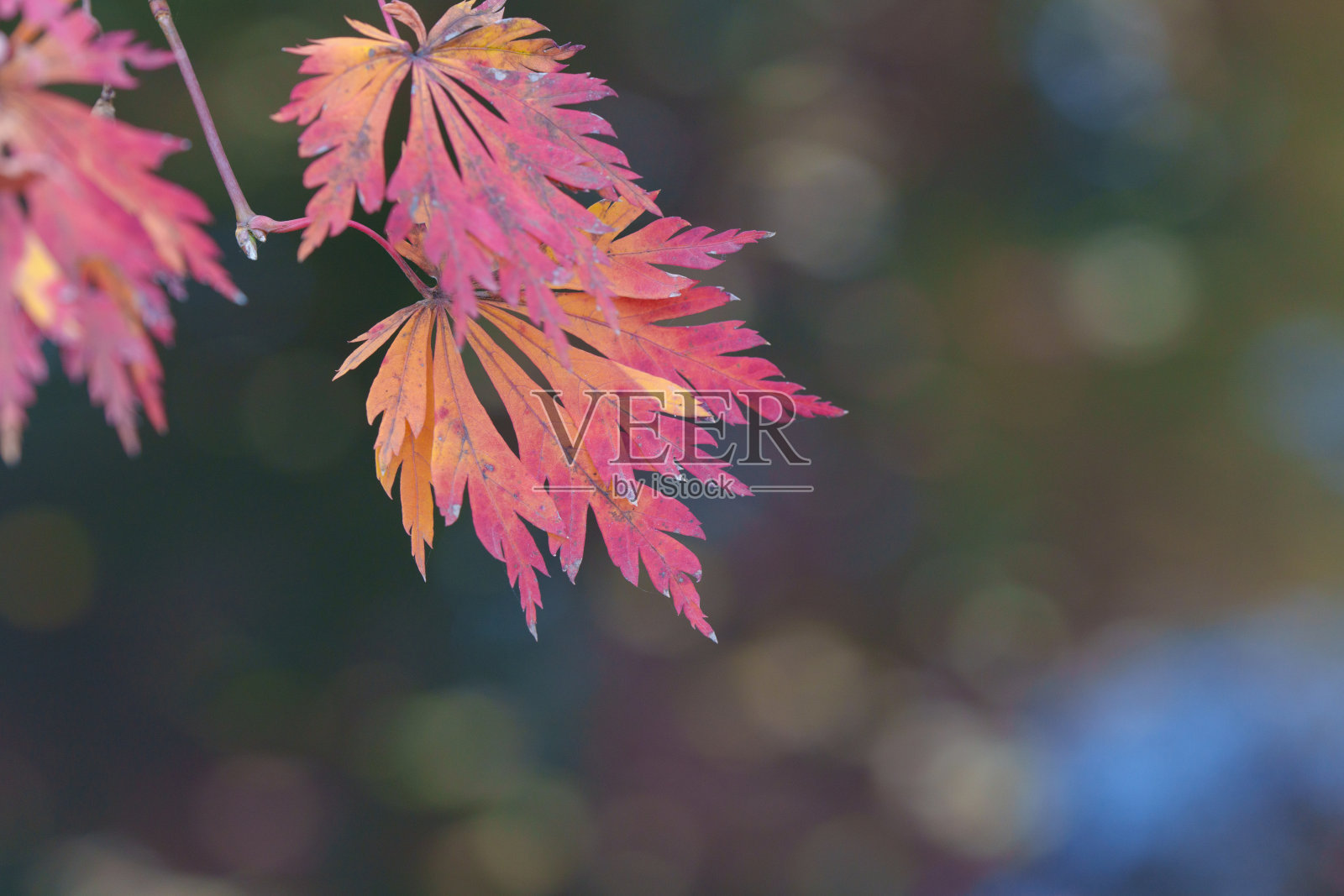 上海秋天的红枫叶照片摄影图片