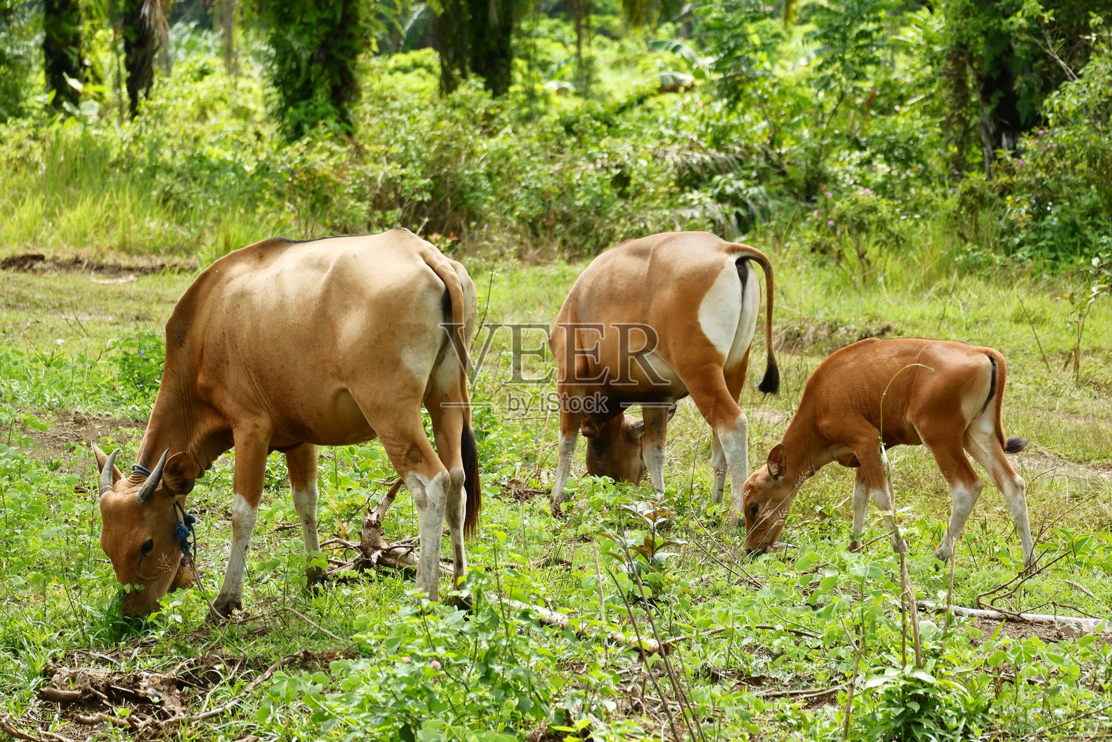 几头巴厘岛牛正在吃适合动物养殖业的草。照片摄影图片