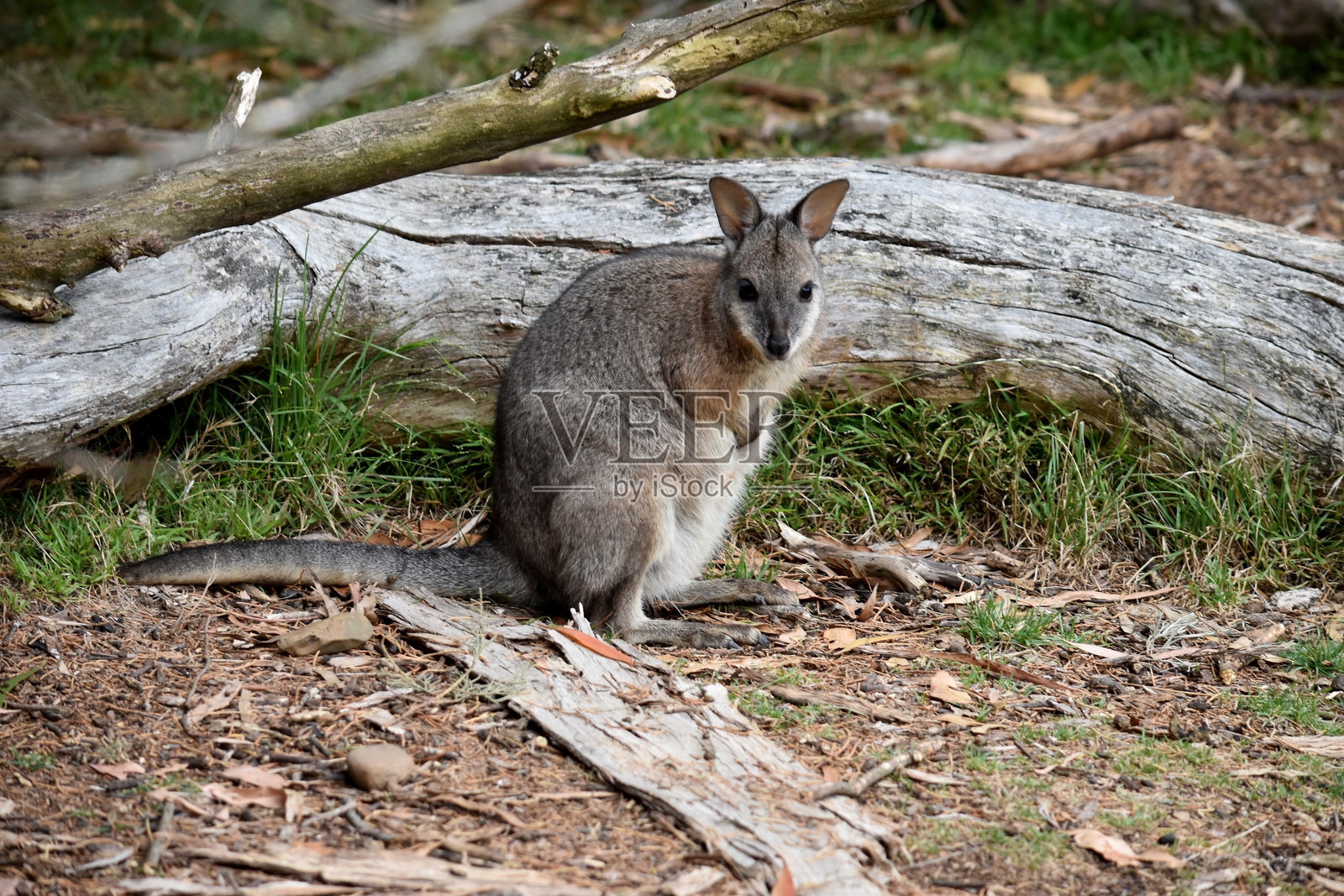 塔马尔袋鼠在一棵树旁边。照片摄影图片