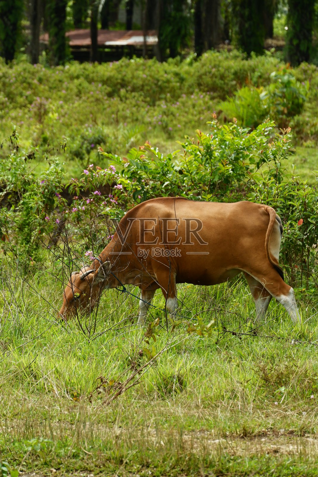 几头巴厘岛牛正在吃适合动物养殖业的草。照片摄影图片