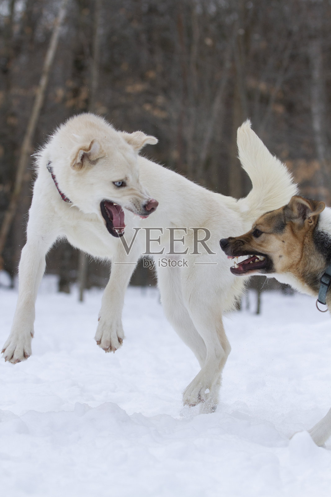 白色狗狗在外面互相打闹。照片摄影图片
