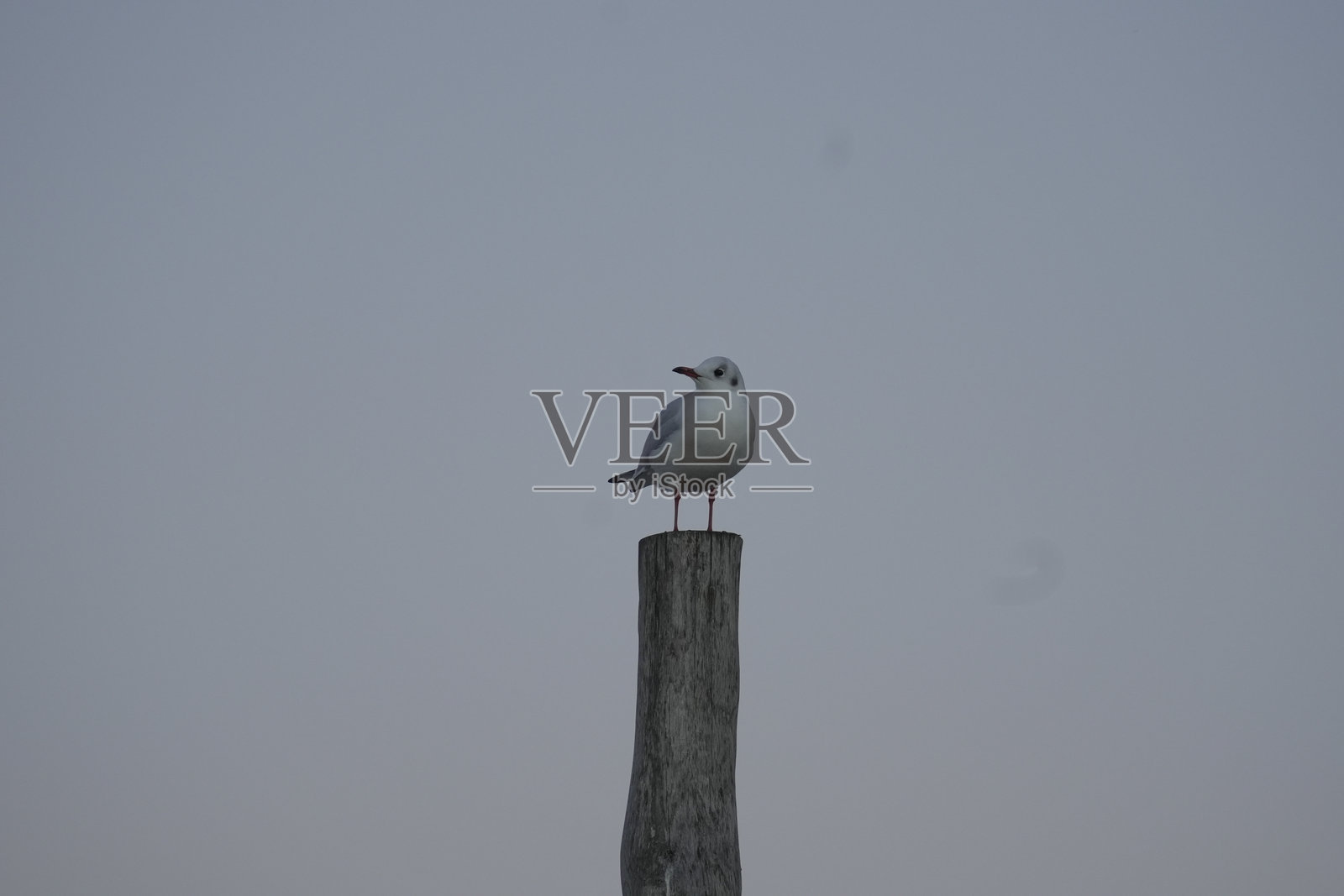 海鸥照片摄影图片