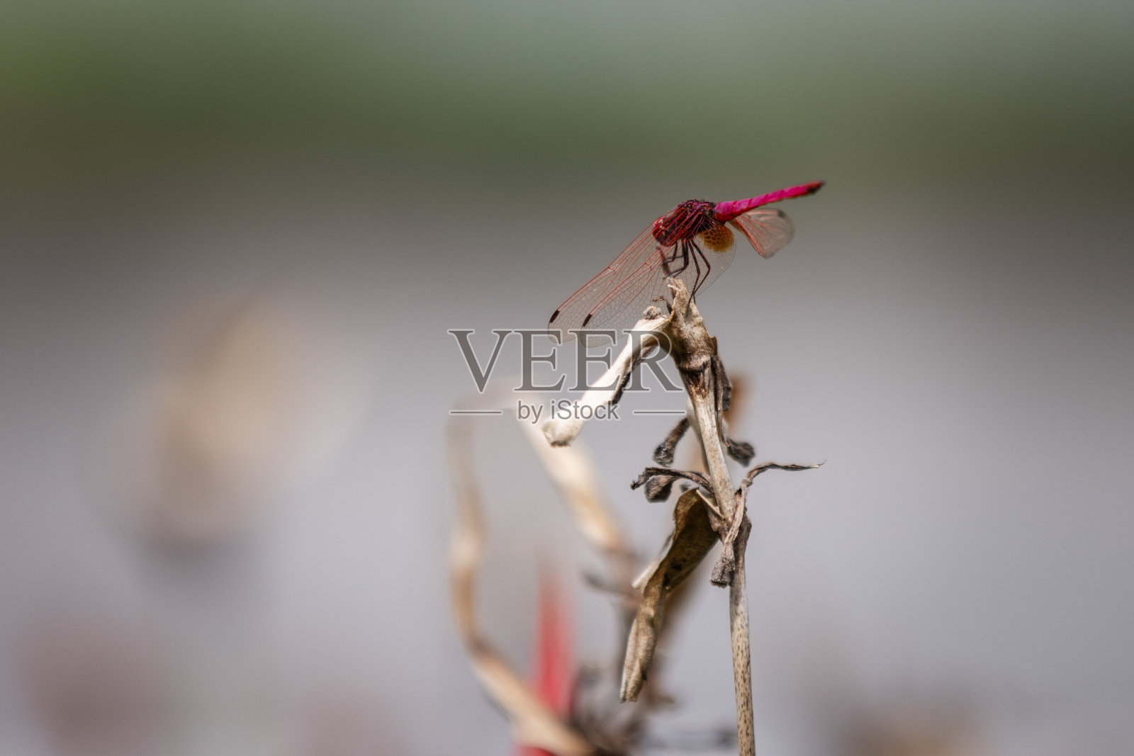 红色蜻蜓停在植物上。照片摄影图片