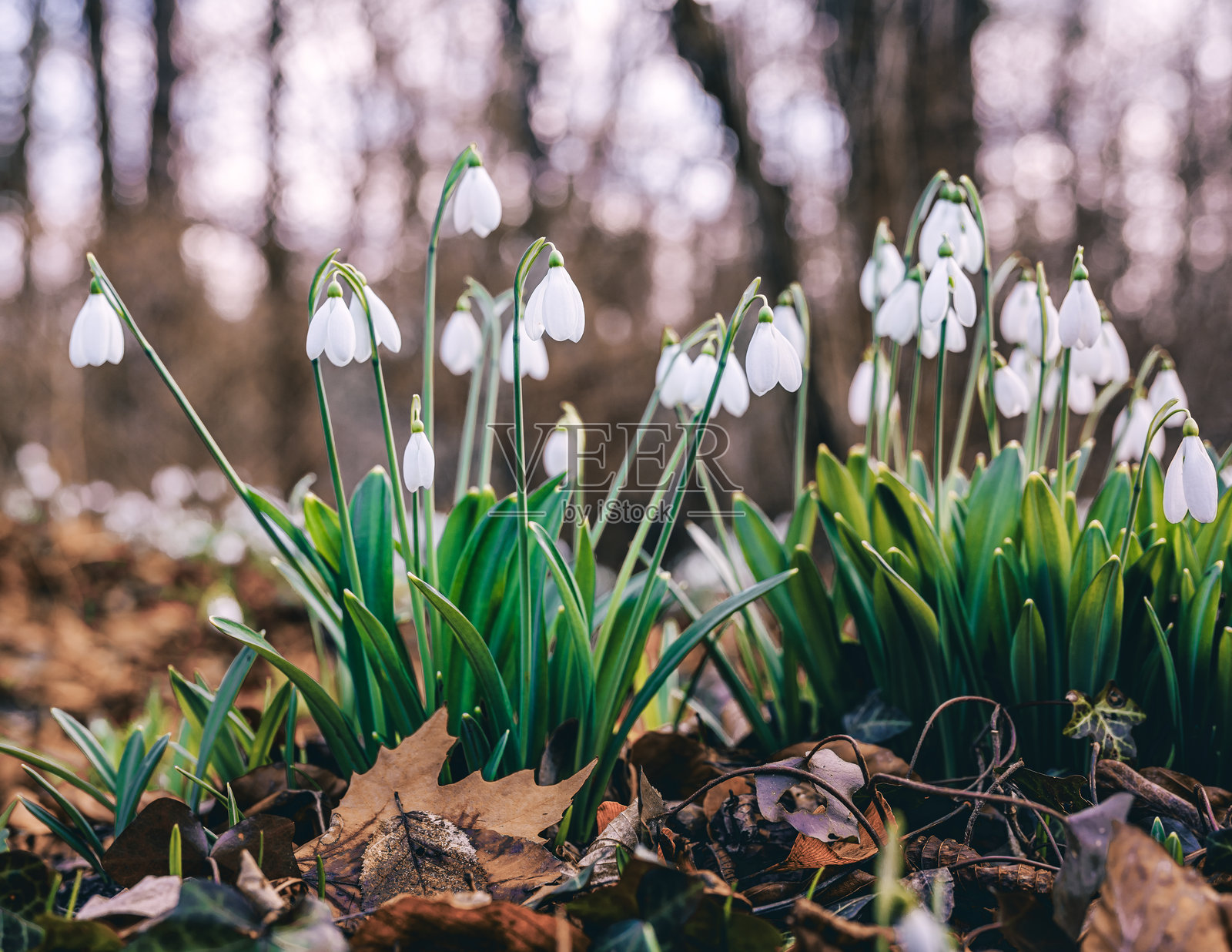 雪花莲照片摄影图片